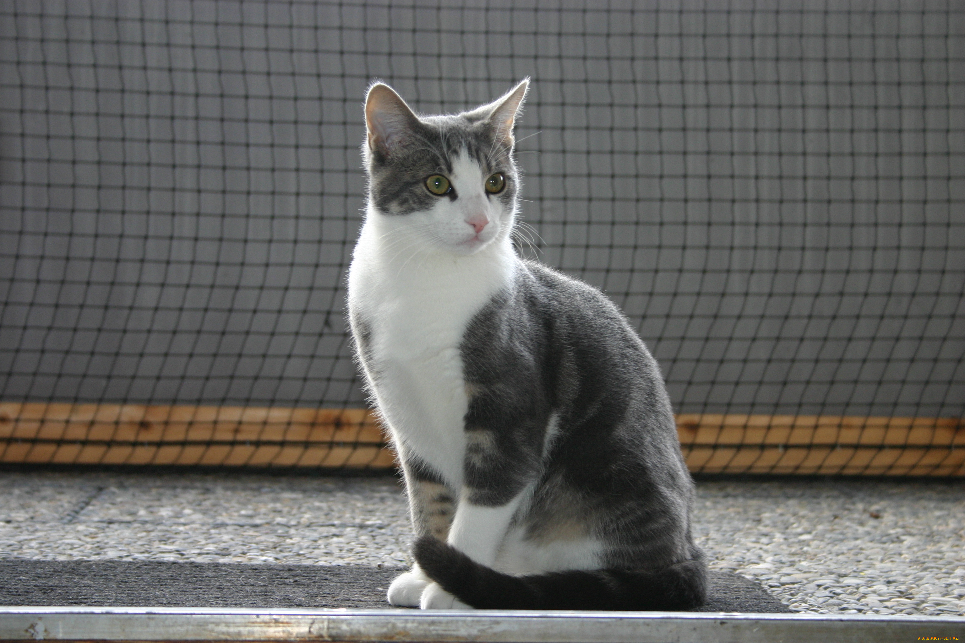 животные, коты, кошка