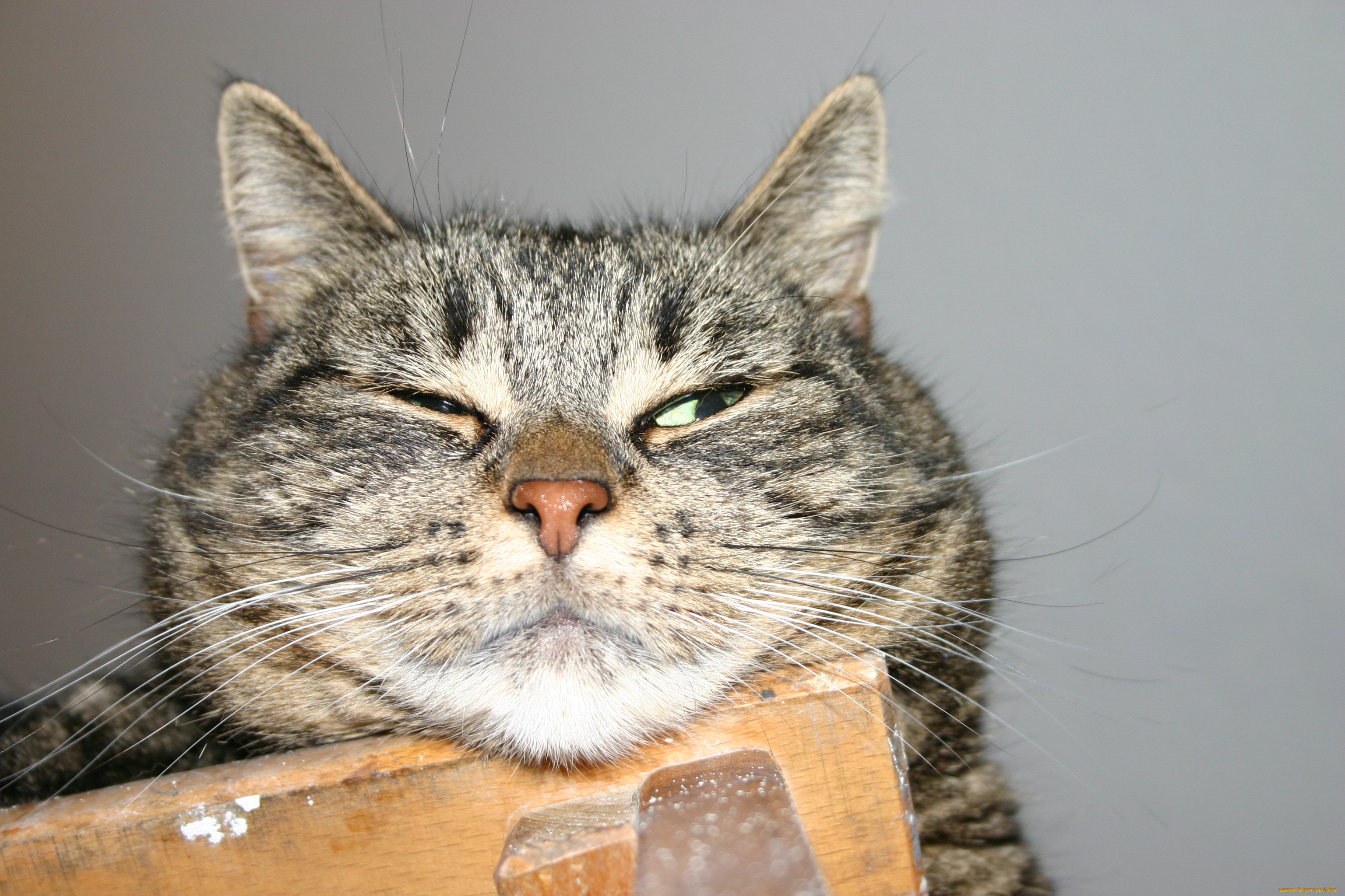 животные, коты, котяра