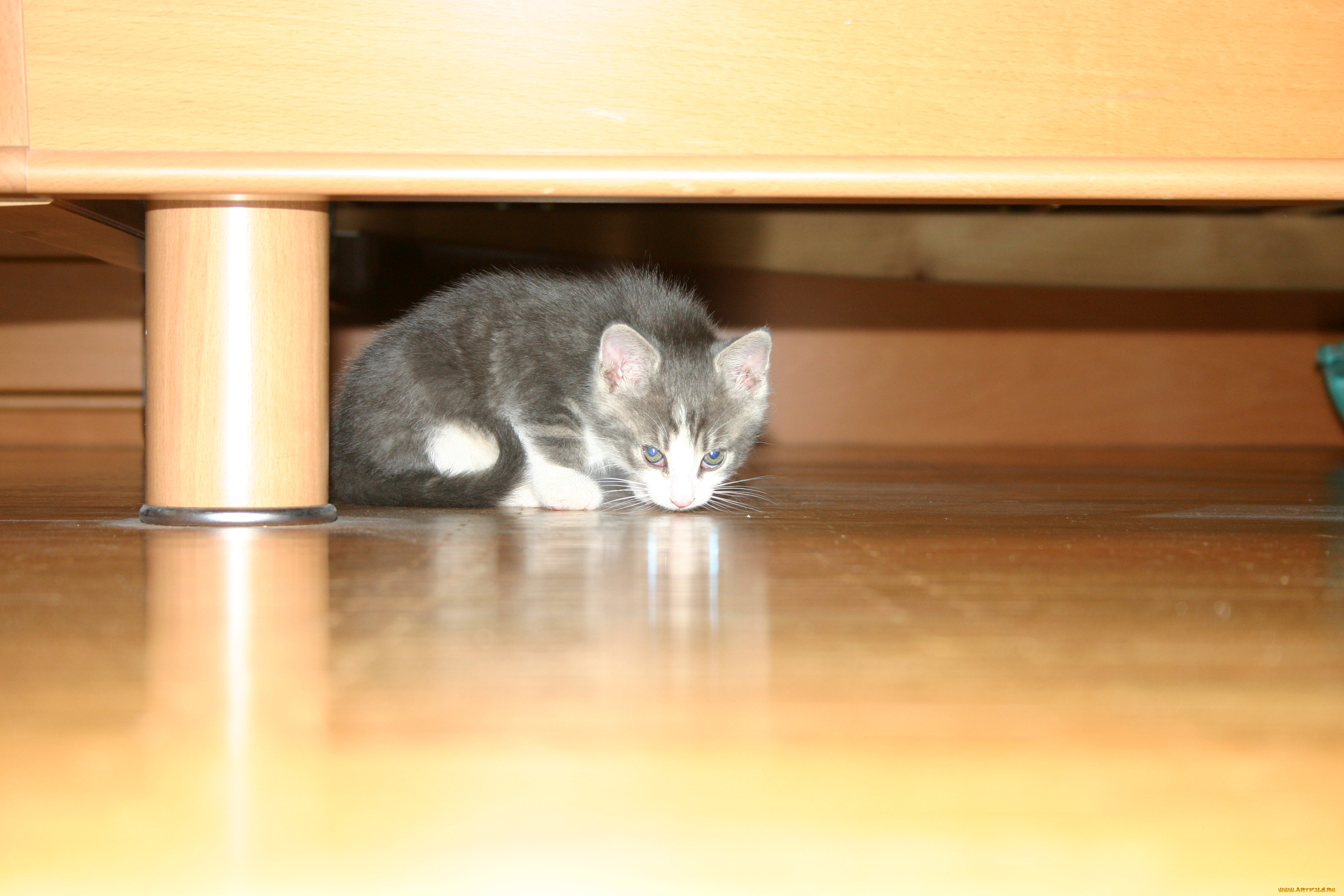 животные, коты, котёнок