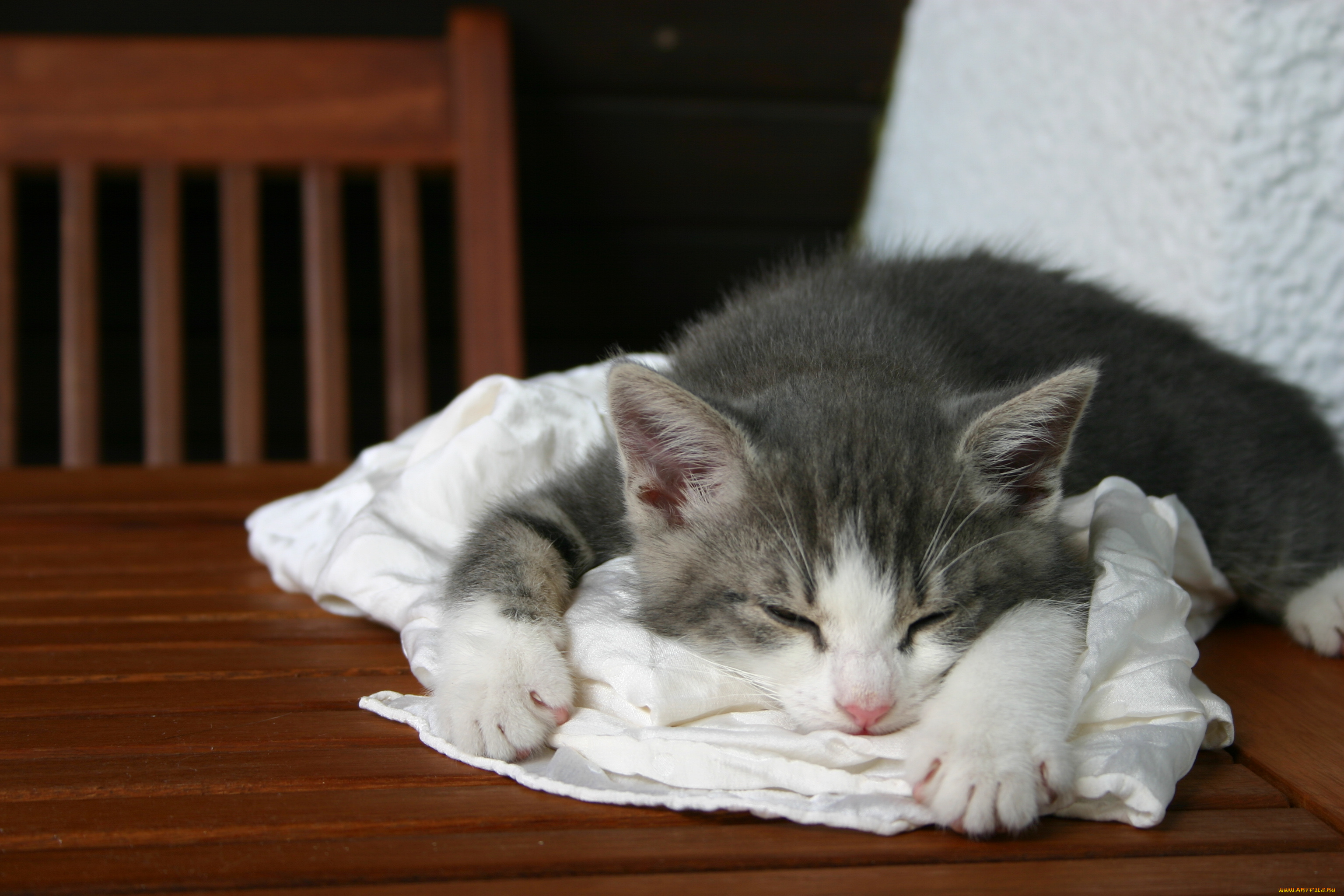 животные, коты, котёнок