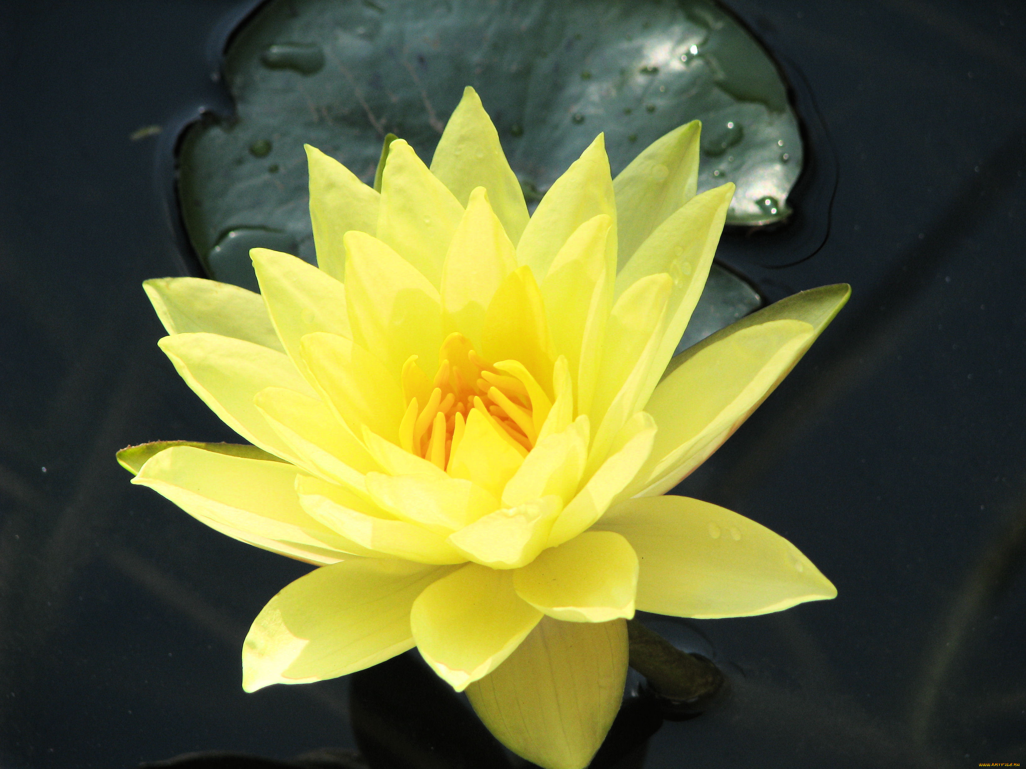 цветы, лилии, водяные, нимфеи, кувшинки, листва, ветки, стволы, деревья