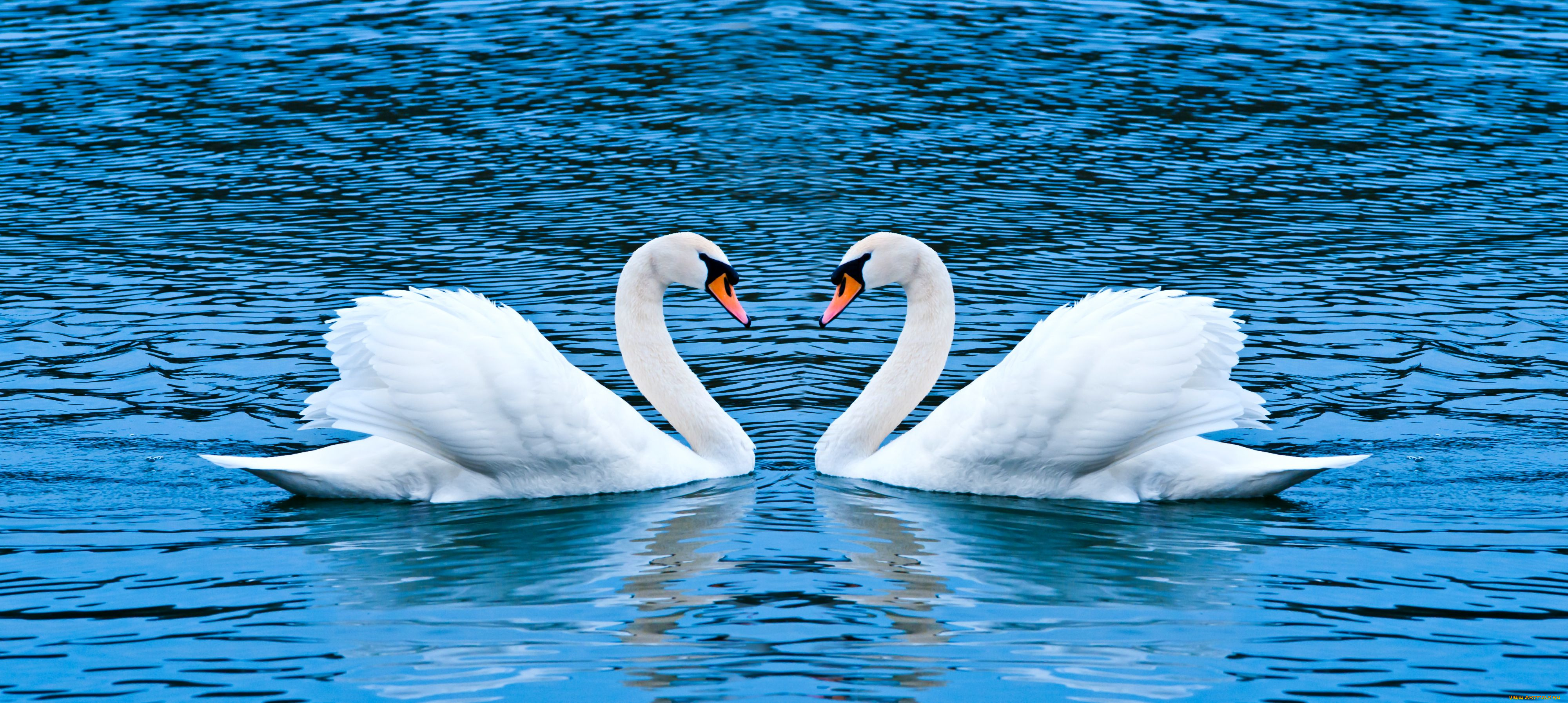 животные, лебеди, пара, лебедей
