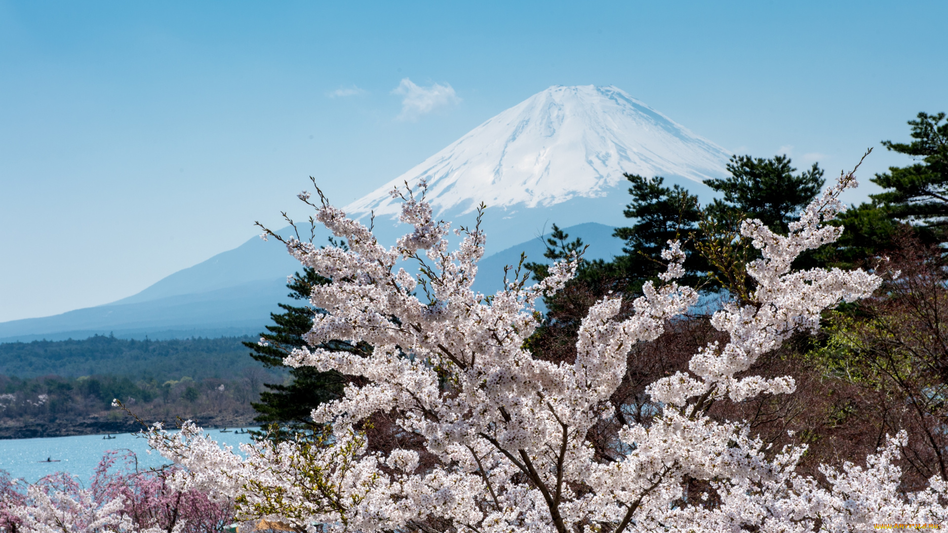 природа, горы, сакура, фудзияма