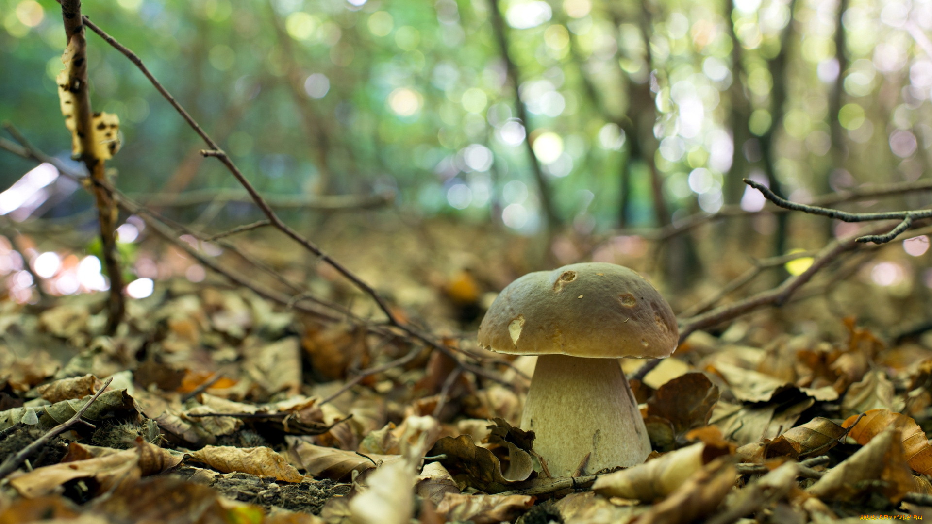 природа, грибы, осень, лес