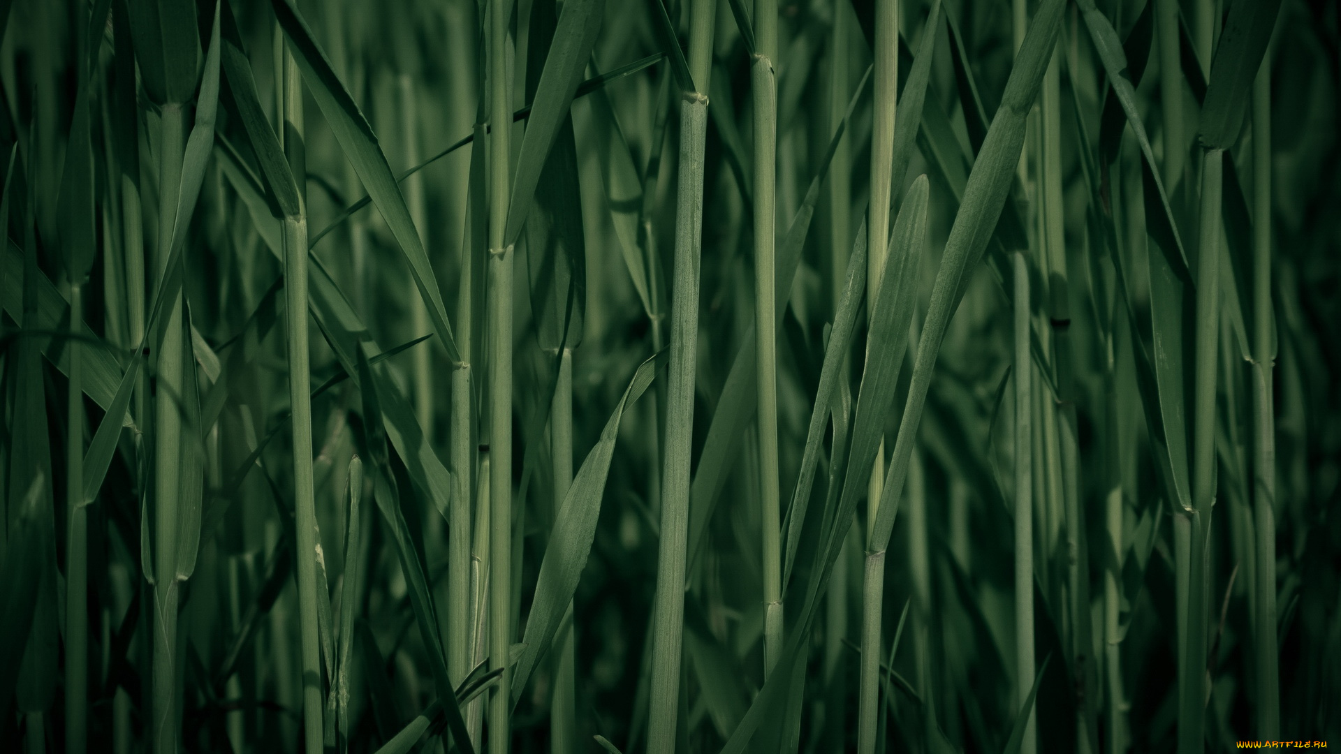 природа, макро, тростник