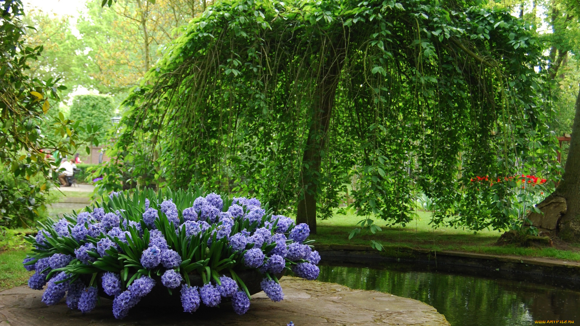 природа, парк, гиацинты, дерево