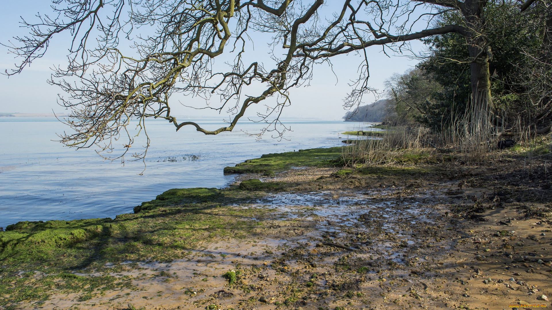 природа, реки, озера, озеро, берег, дерево, крона