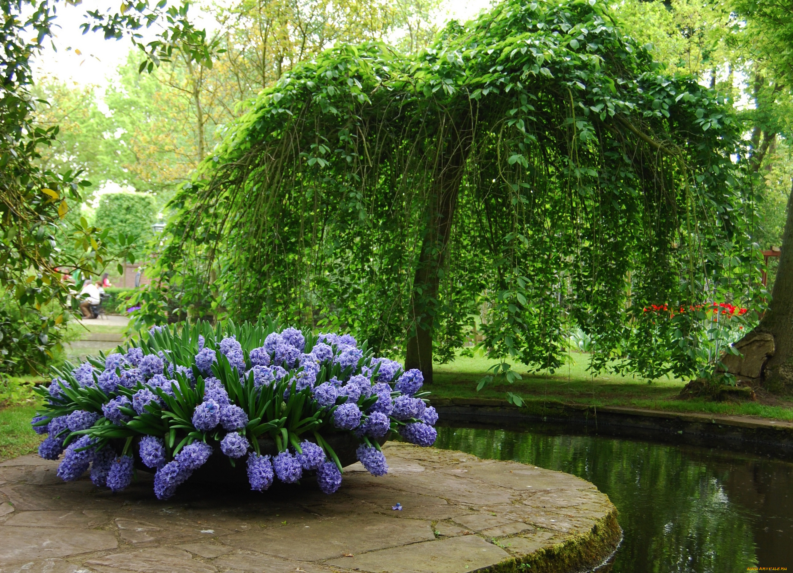 природа, парк, гиацинты, дерево