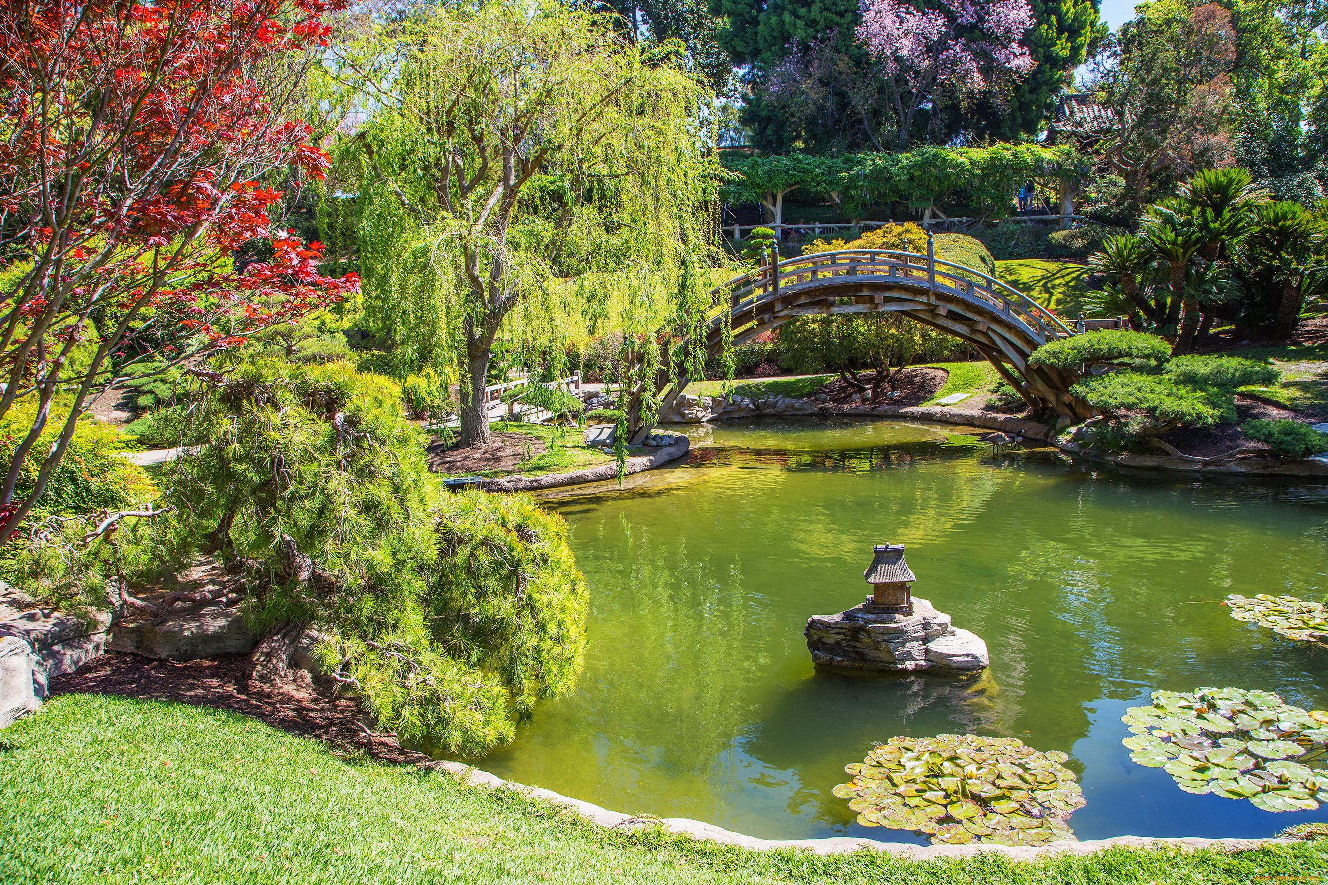 калифорния, сан, марино, природа, парк, пруд, сад, сан, марино, калифорния, кусты, деревья, цветы