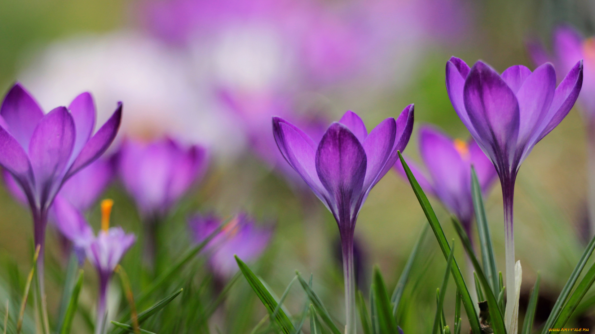 цветы, крокусы, весна, цветение, трава