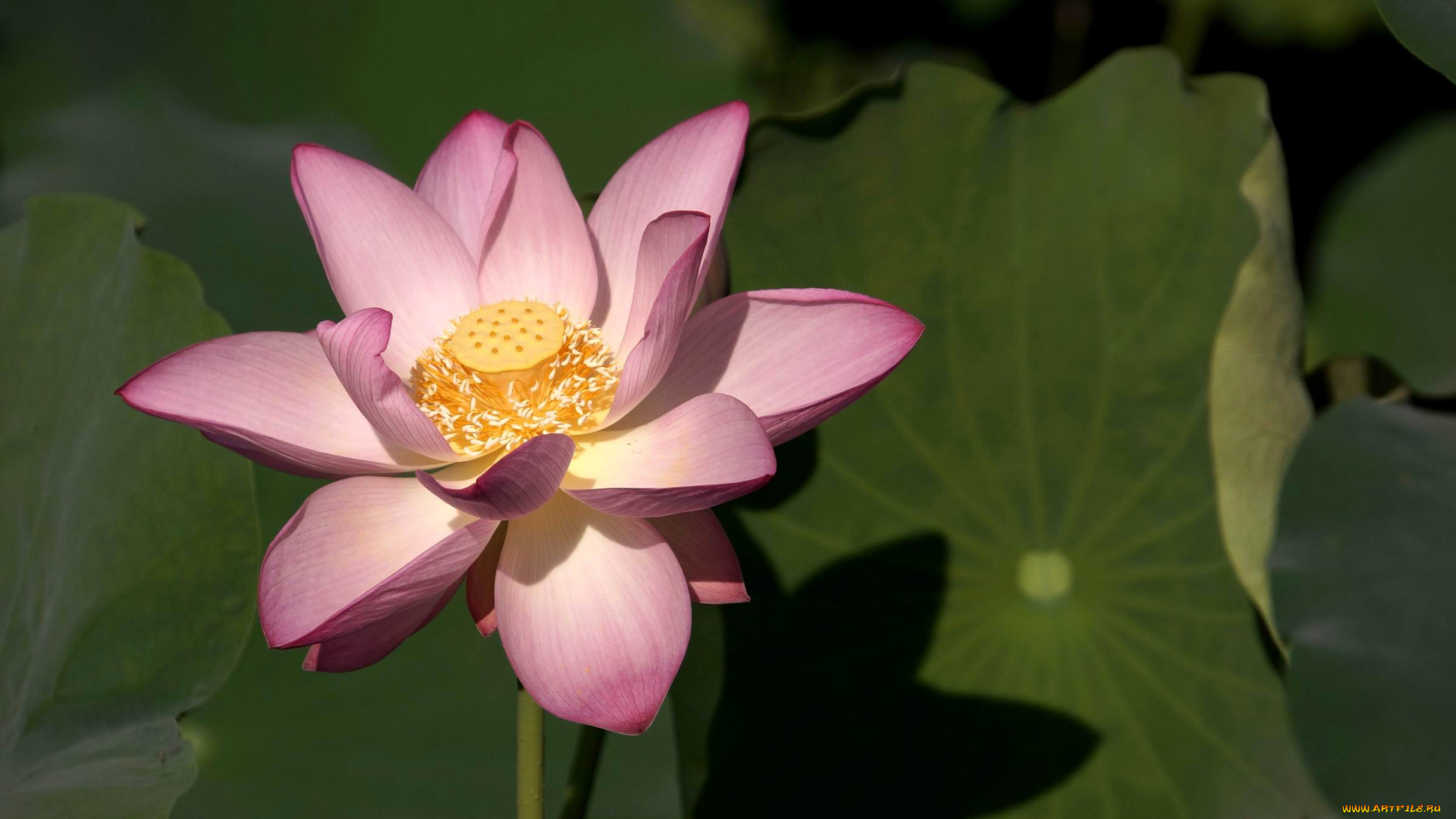 цветы, лотосы, лепестки, листья