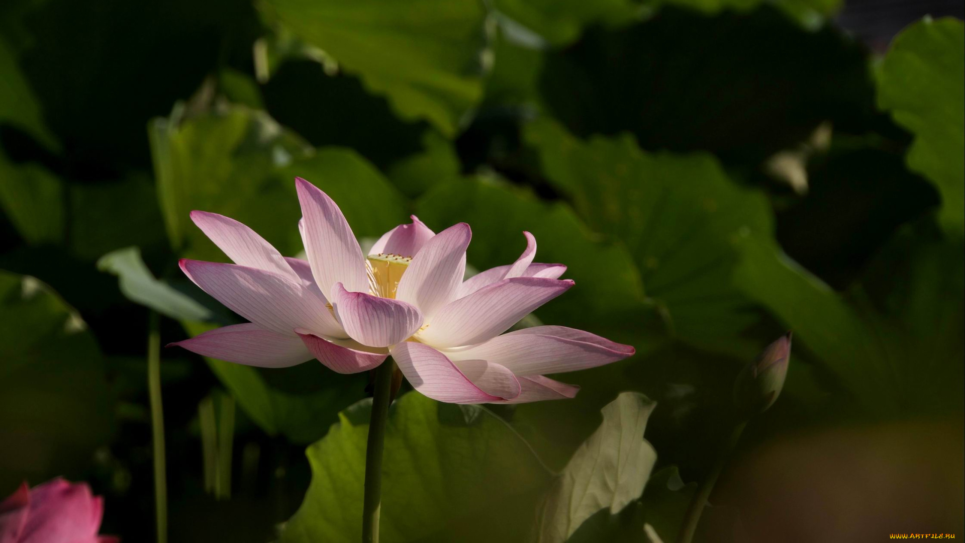 цветы, лотосы, лепестки, листья