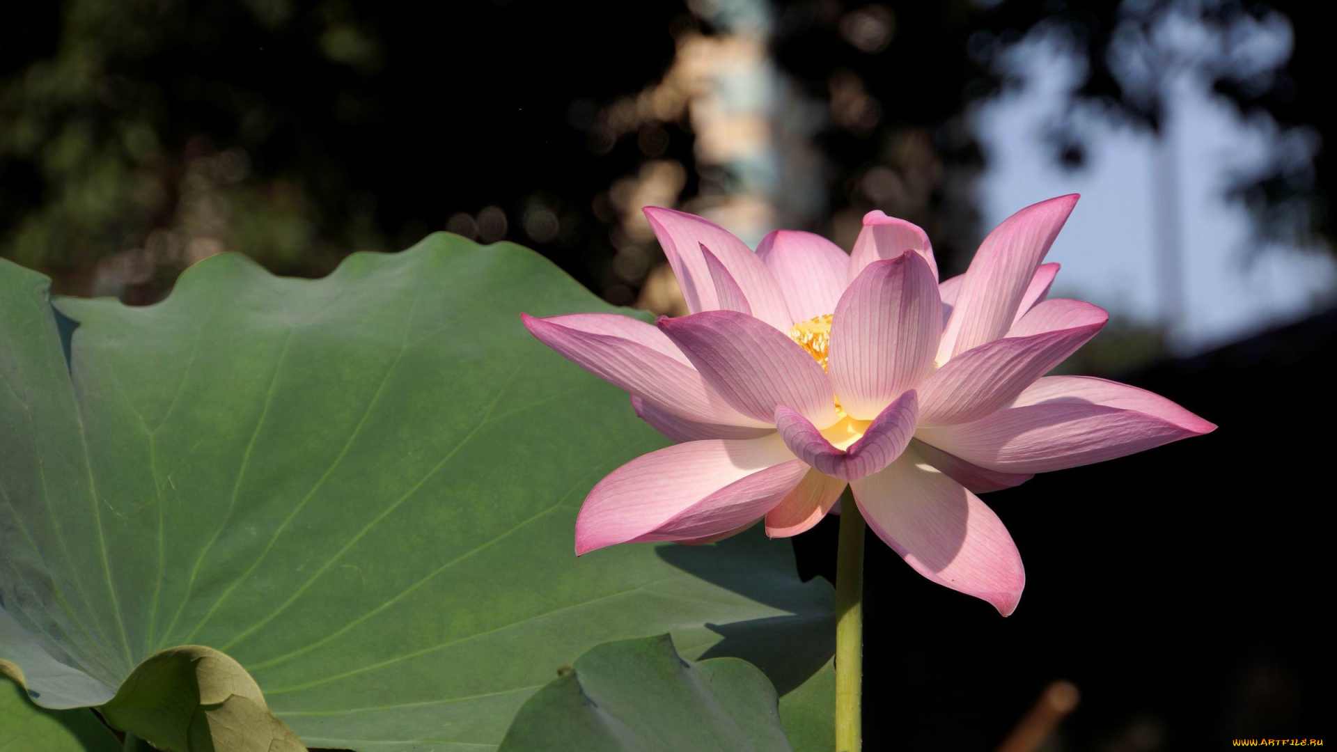 цветы, лотосы, лепестки, листья