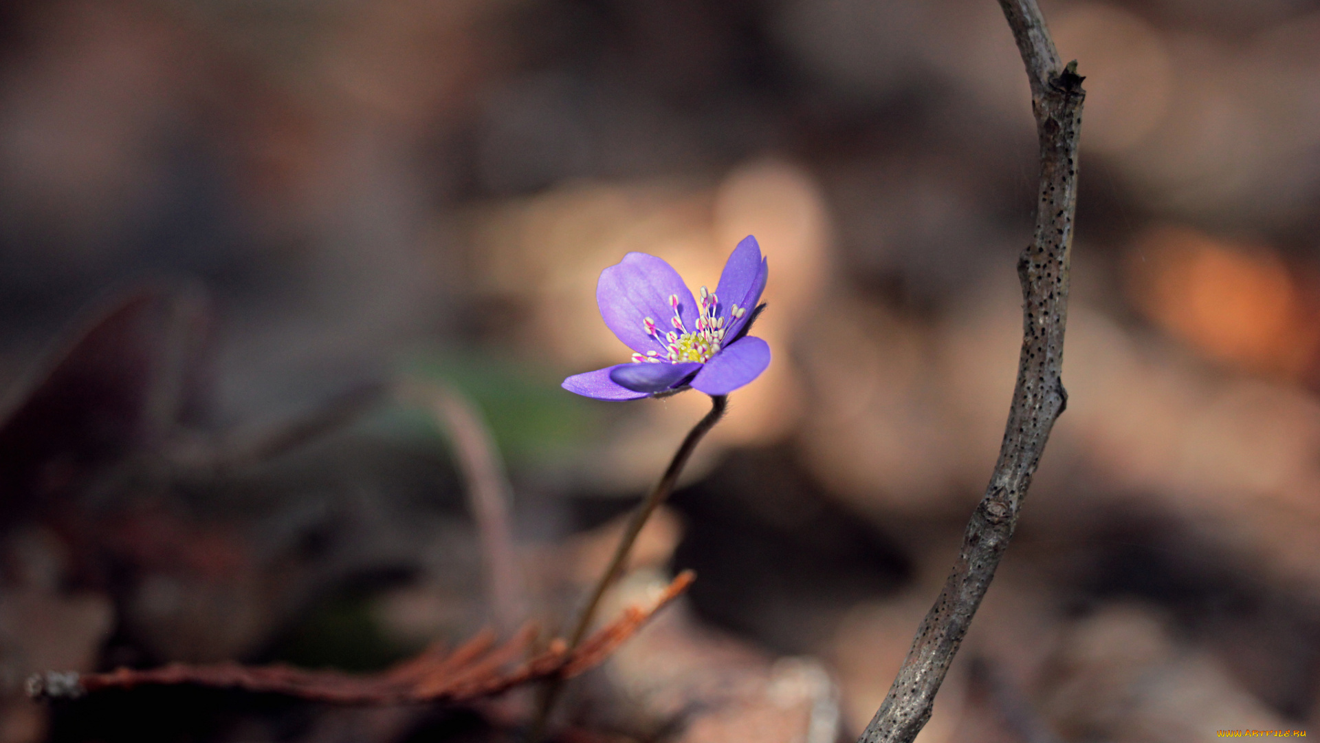цветы, луговые, , полевые, , цветы, природа, весна, лес