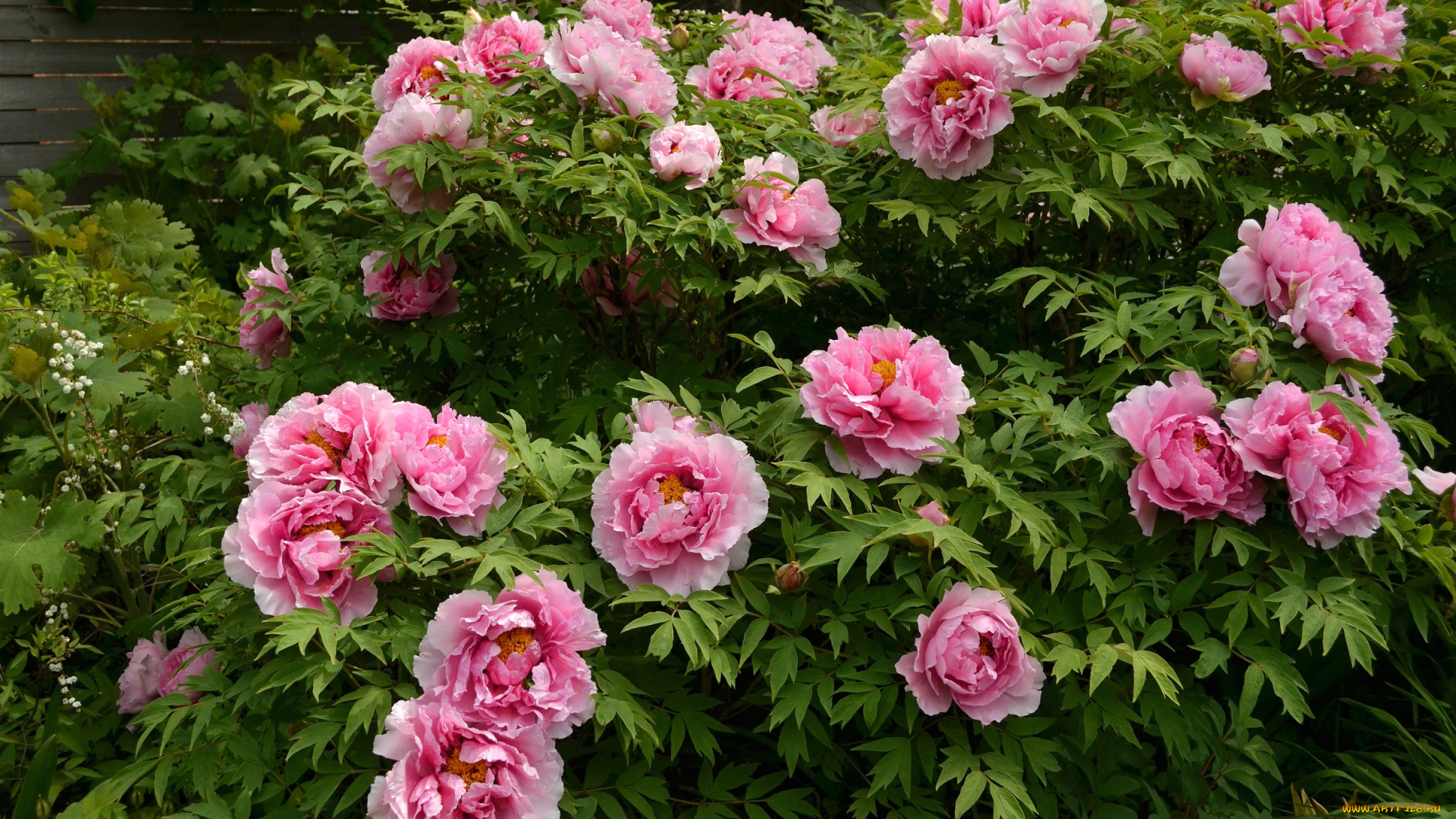 цветы, пионы, розовый, куст