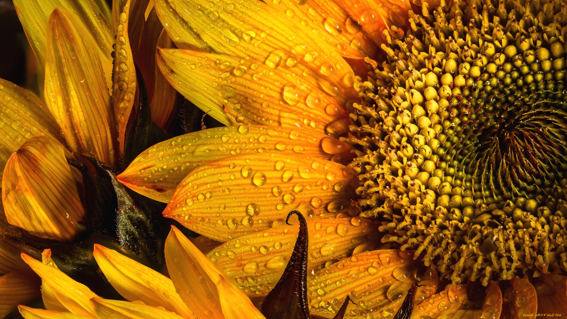 цветы, подсолнухи, макро, лепестки, капли, желтый, подсолнух