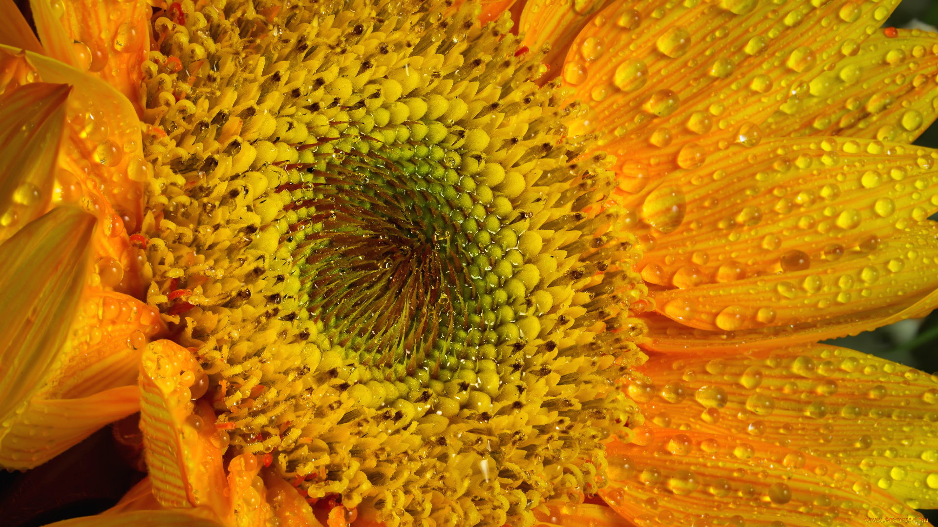 цветы, подсолнухи, солнце, желтый, подсолнух, макро, яркий, лепестки, капли