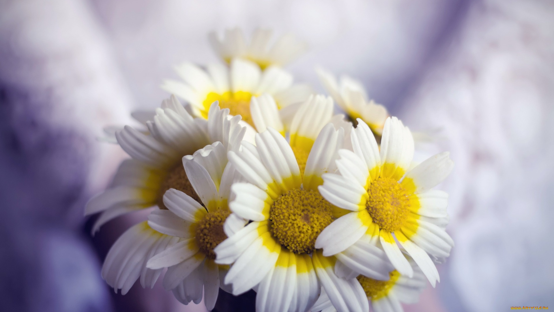 цветы, ромашки, фон