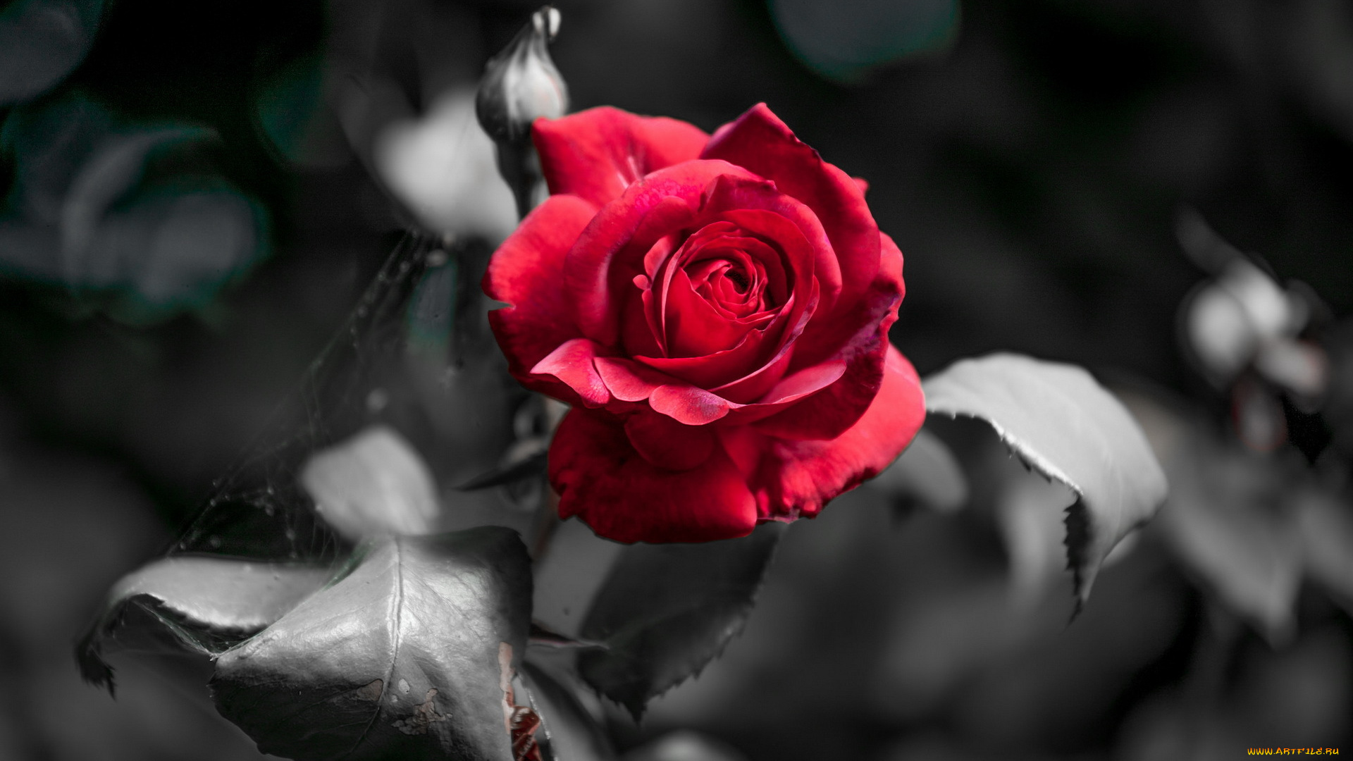 цветы, розы, цветок, фон, роза