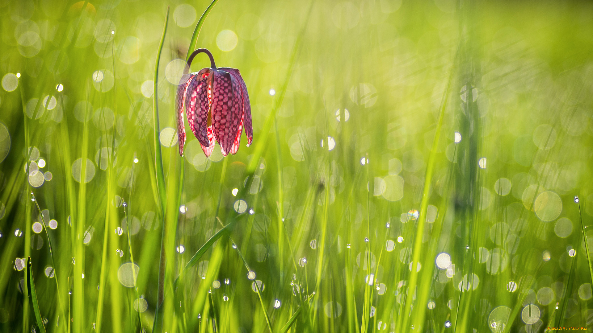 цветы, рябчики, трава, утро, рябчик, шахматный, цветок, боке, свет, блики, роса