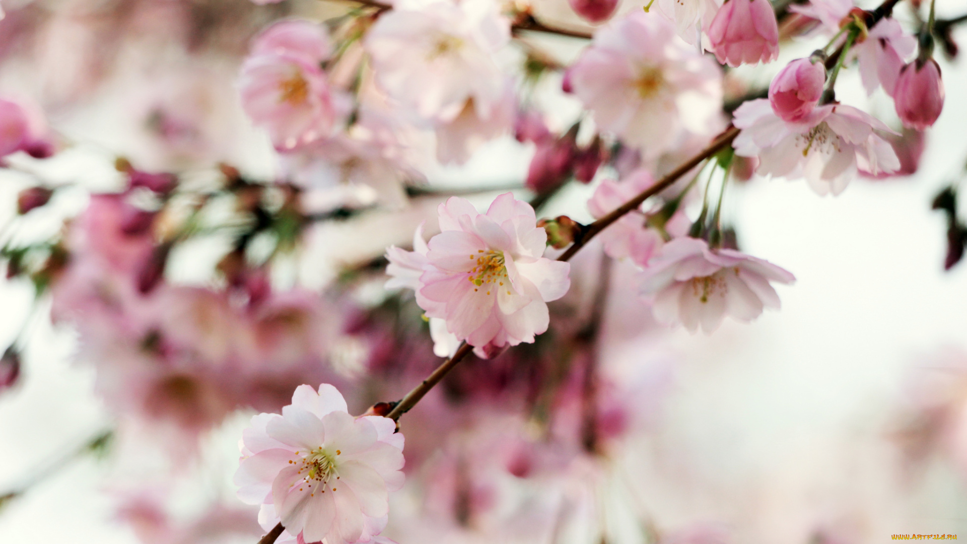 цветы, сакура, , вишня, макро, весна, нежность