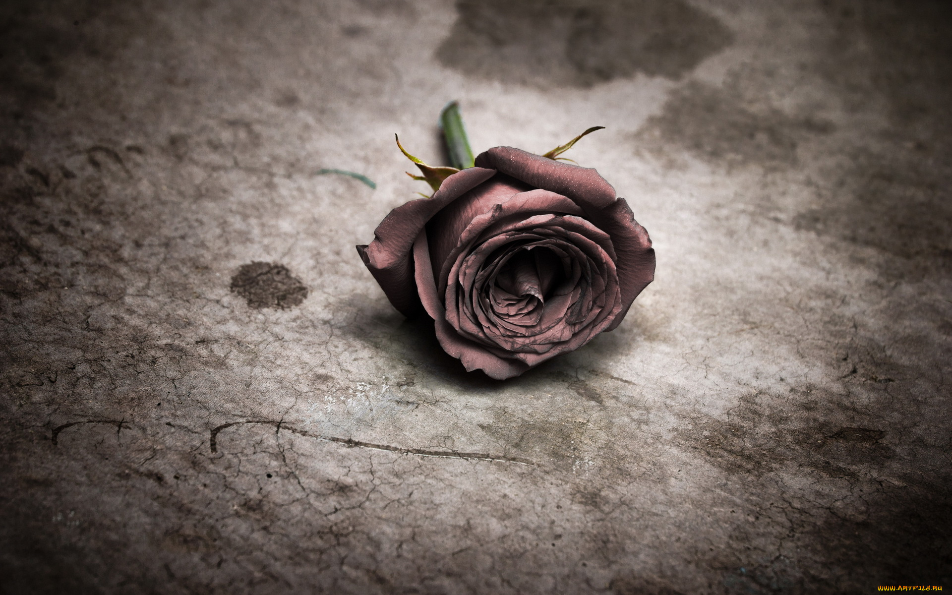 цветы, розы, цветок, роза, фон