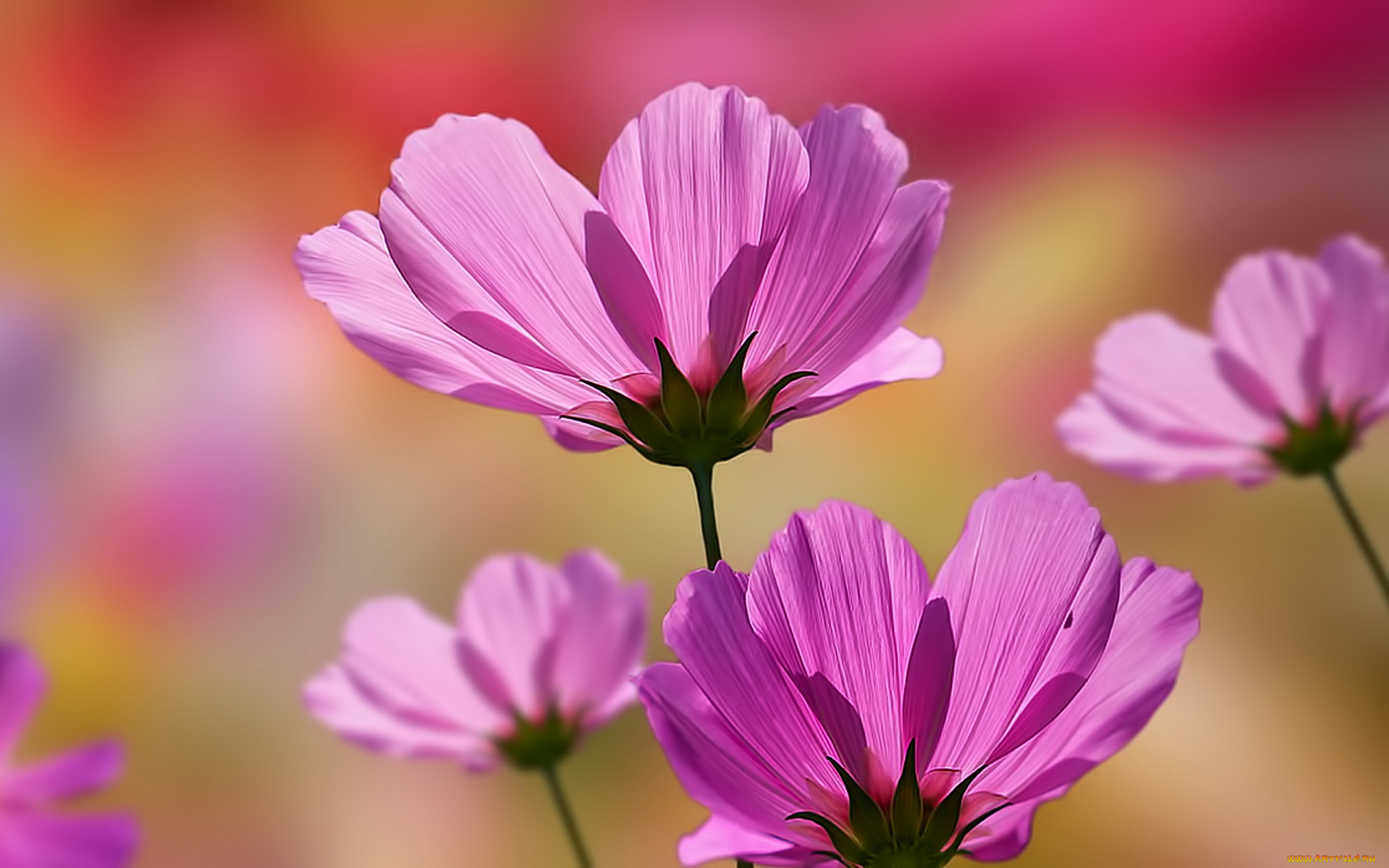 цветы, космея, лето, природа, цветок