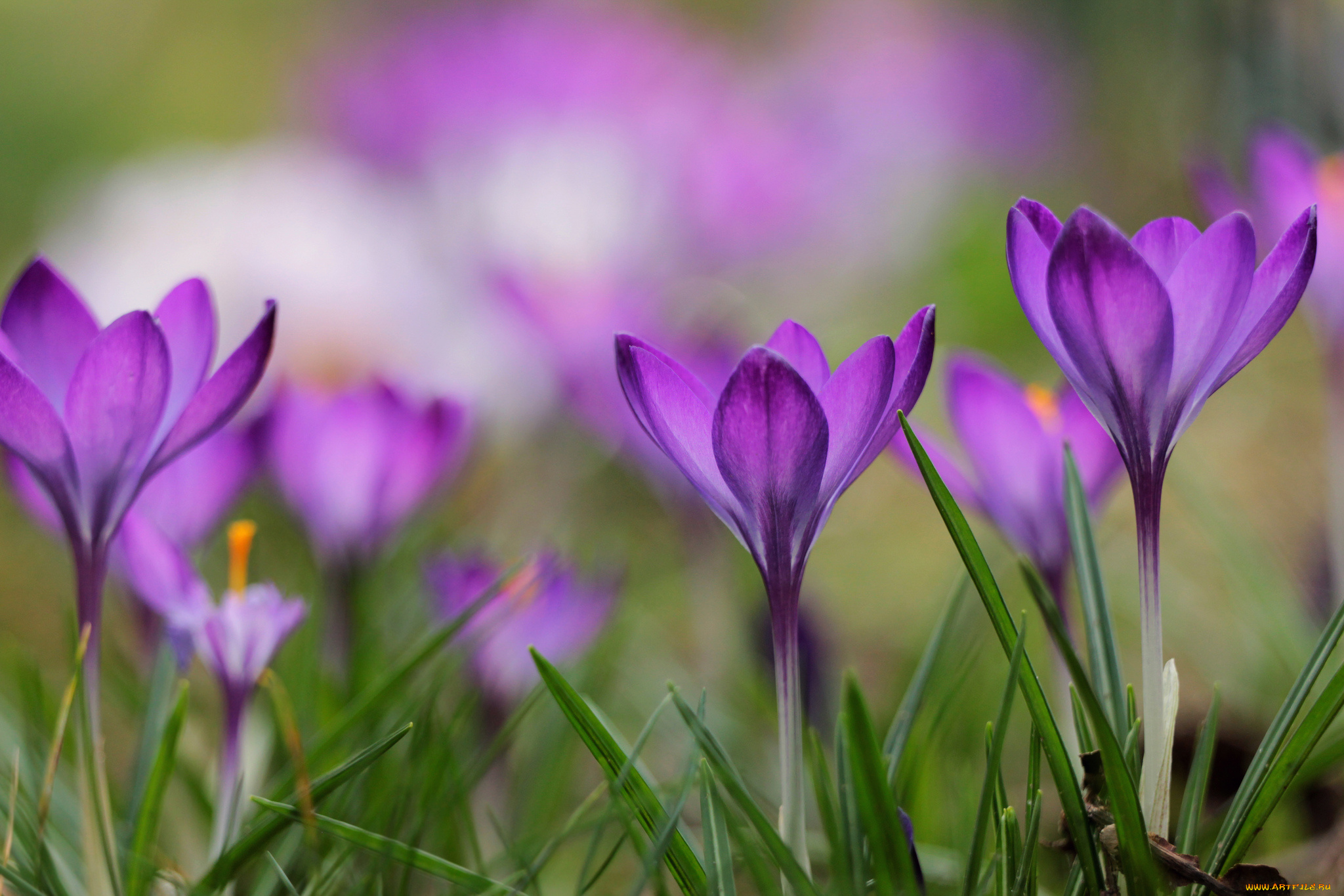 цветы, крокусы, весна, цветение, трава