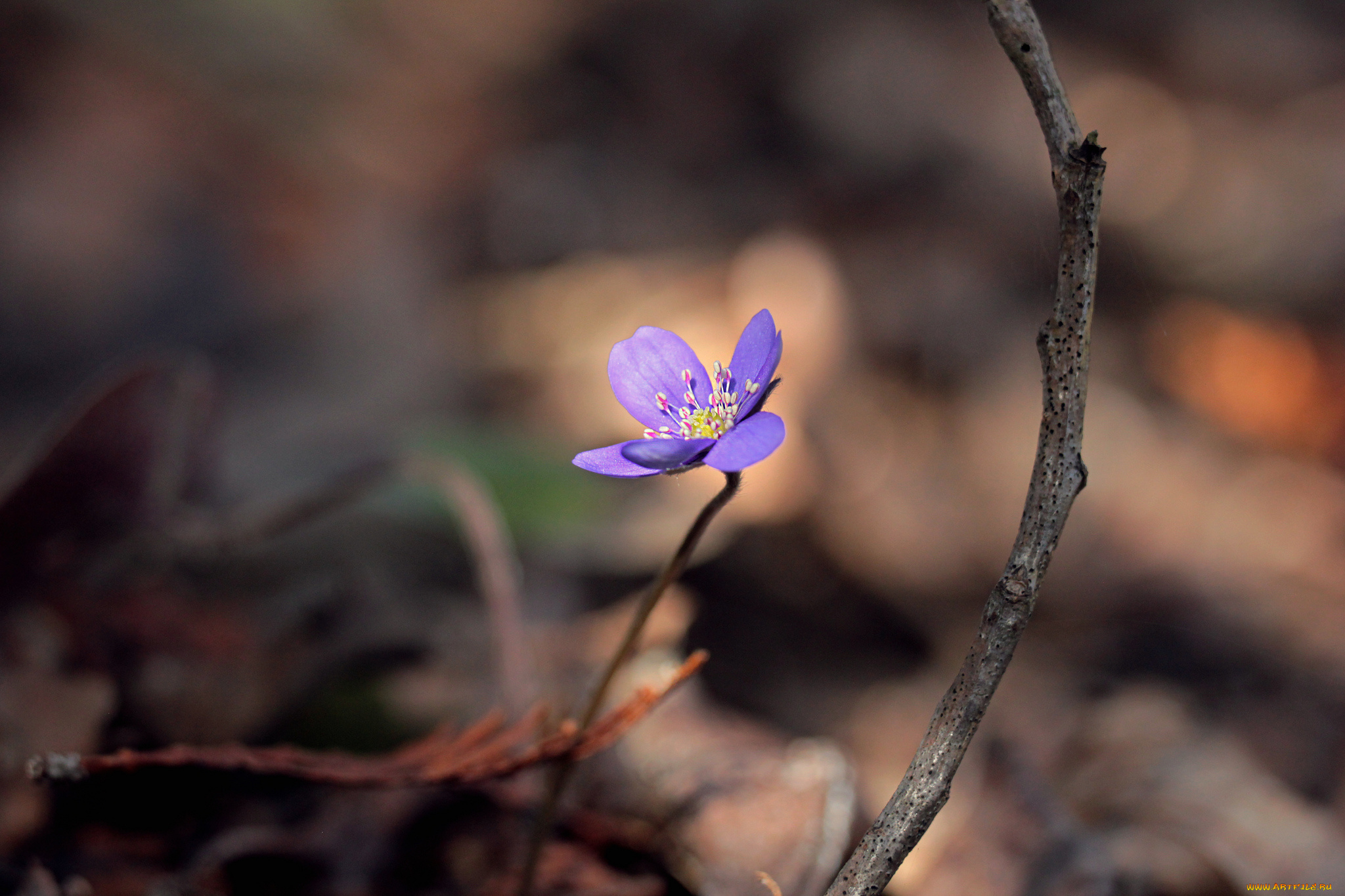 цветы, луговые, , полевые, , цветы, природа, весна, лес