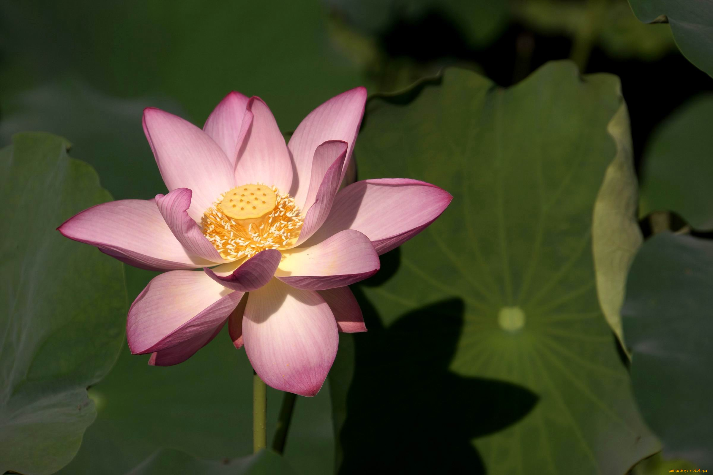 цветы, лотосы, лепестки, листья