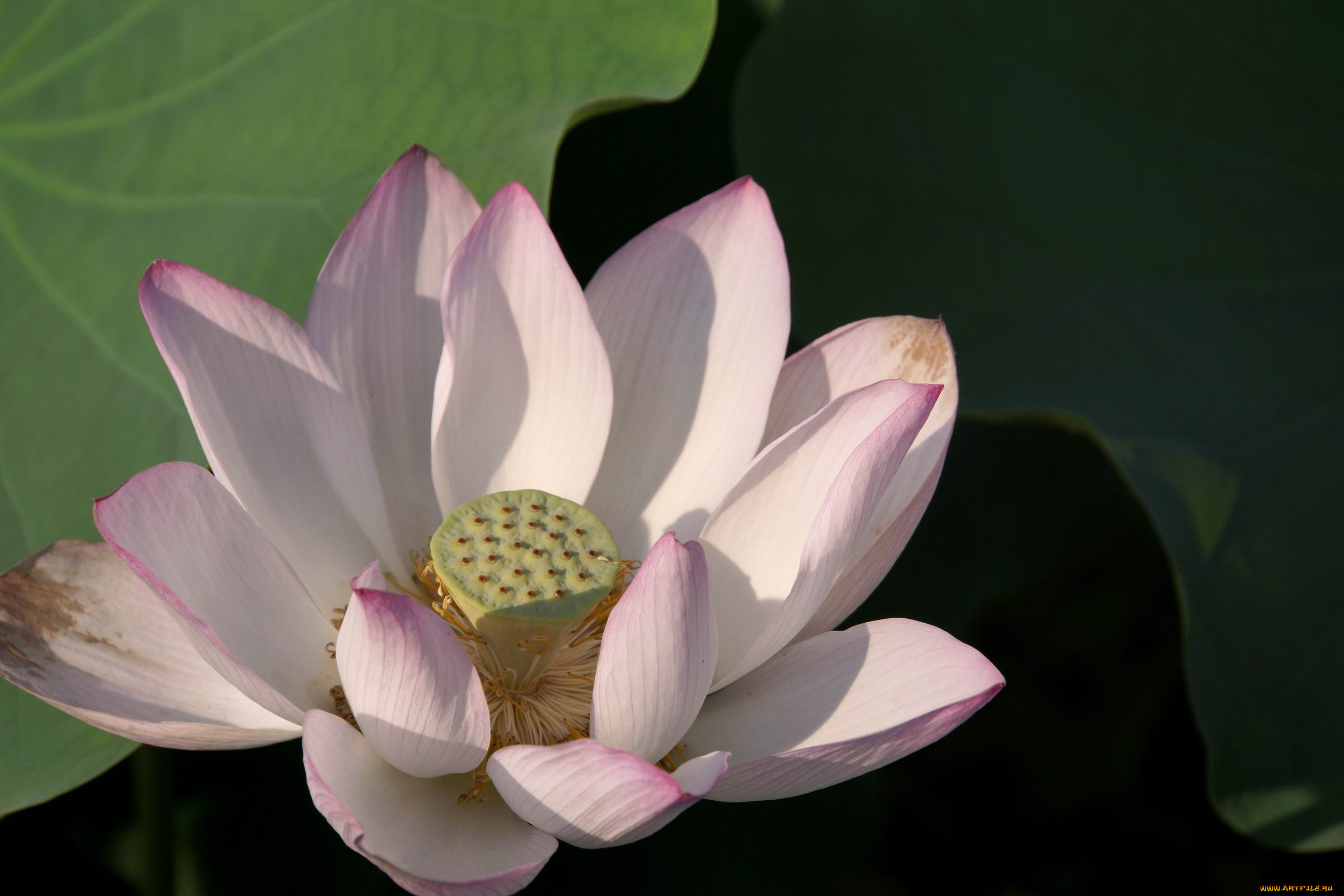 цветы, лотосы, лепестки, листья