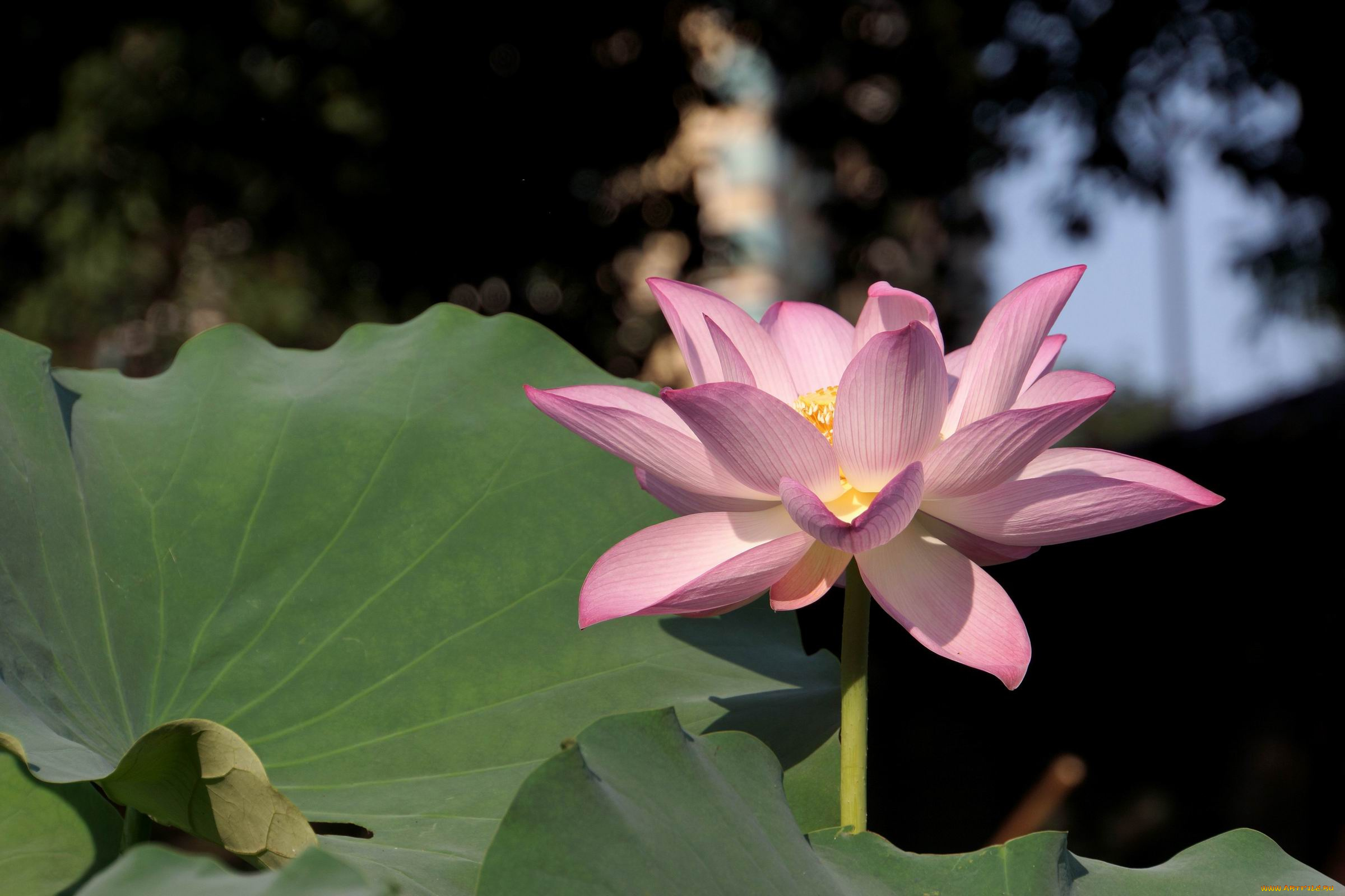 цветы, лотосы, лепестки, листья