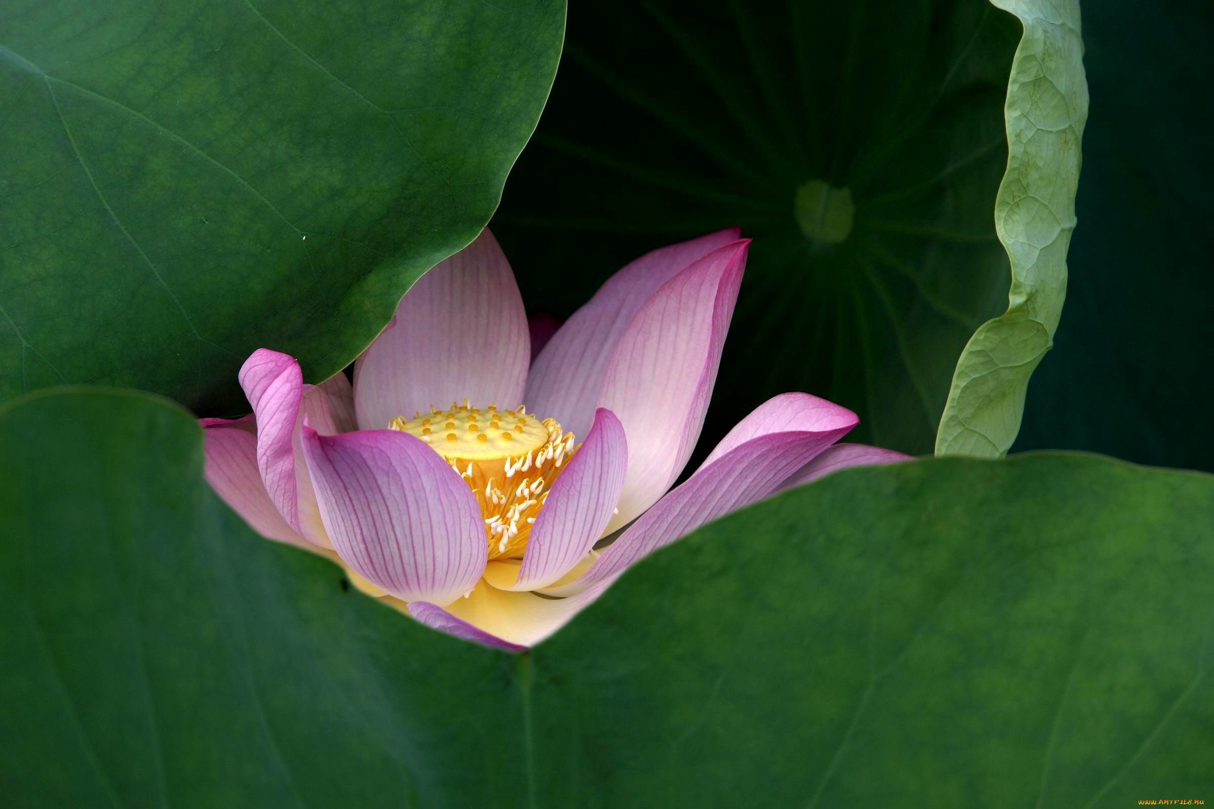 цветы, лотосы, листья, лепестки