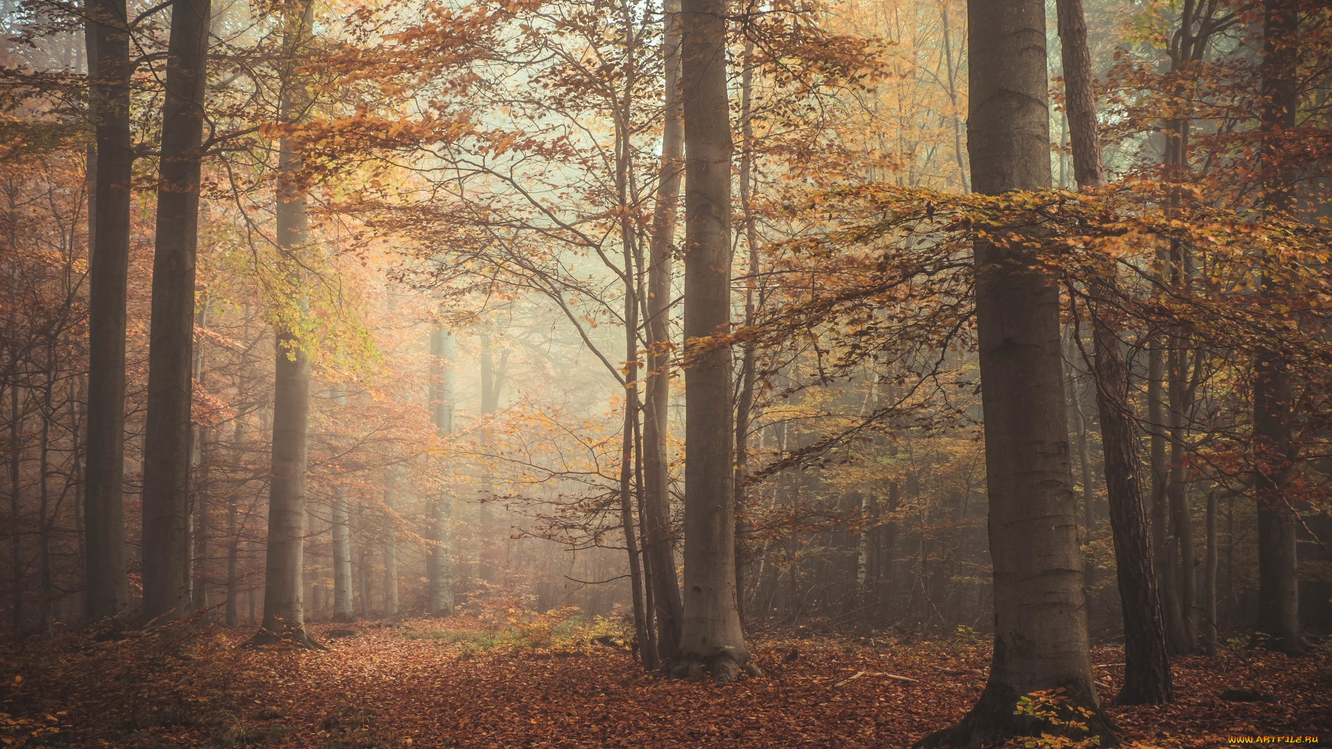 природа, лес, туман, осень