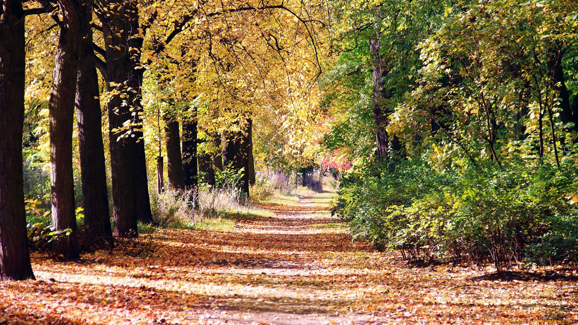 природа, парк, аллея, осень, деревья, листья