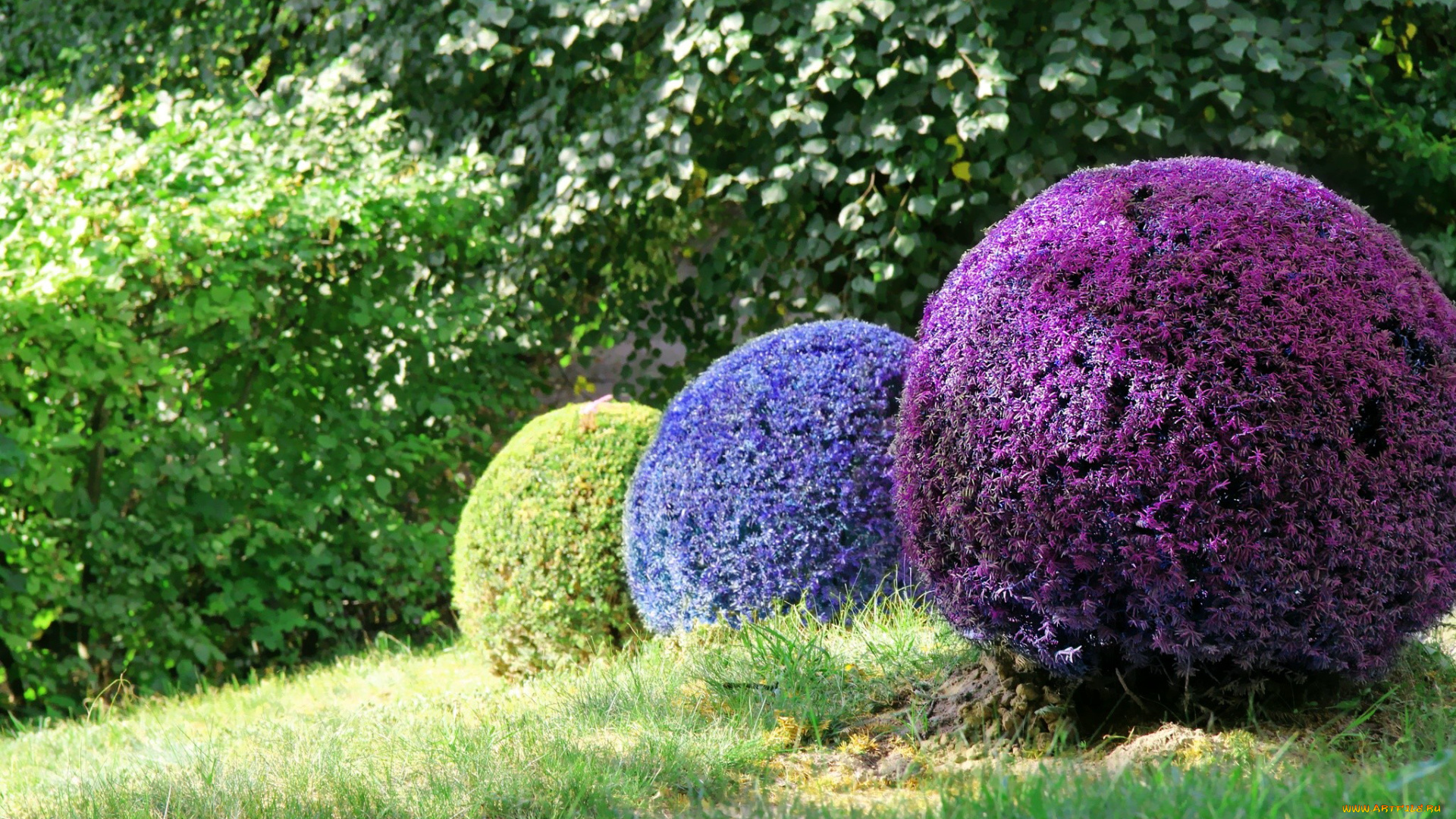 природа, парк, лето, трава, кусты, шары