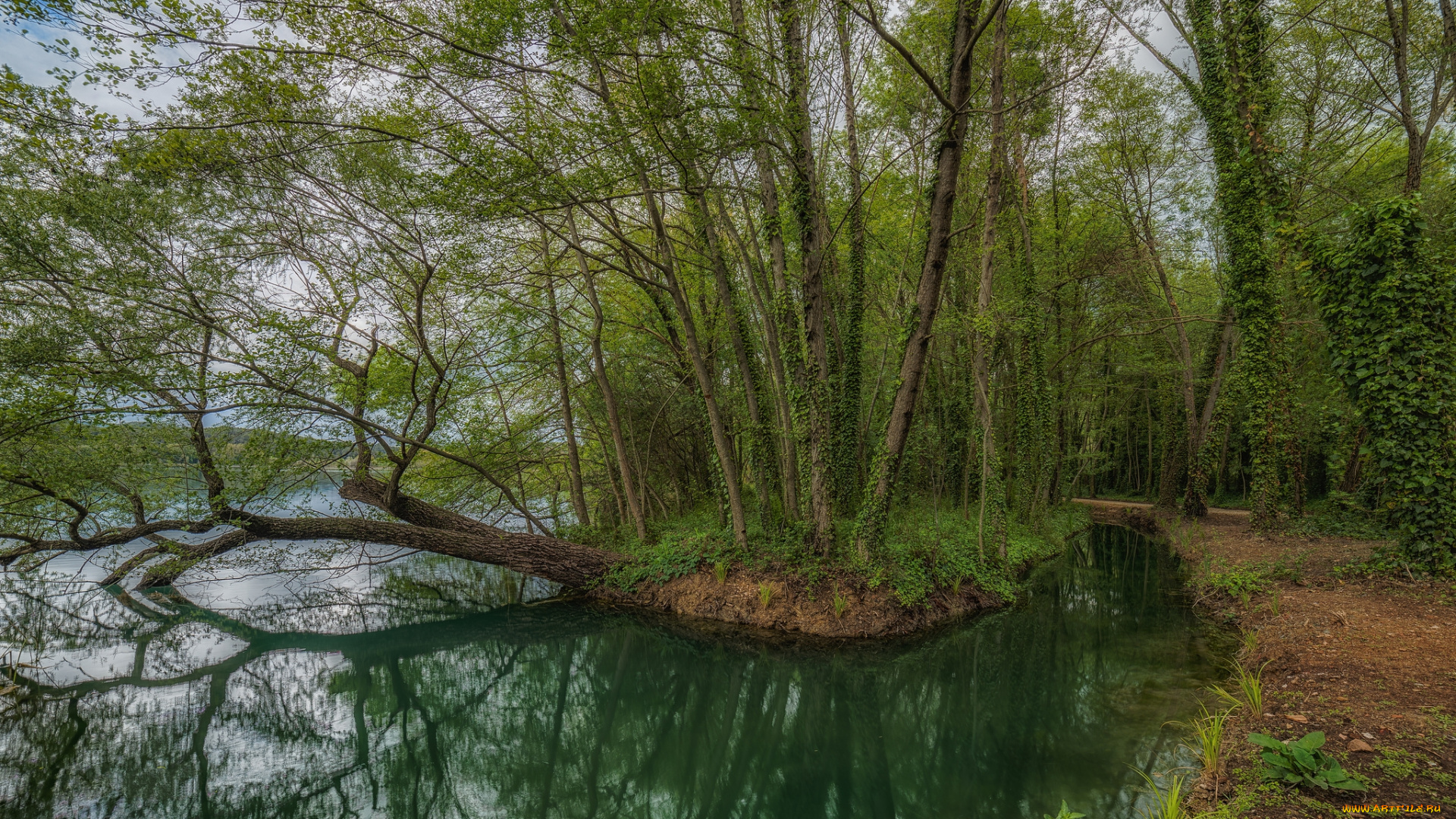 природа, реки, озера, река, лес