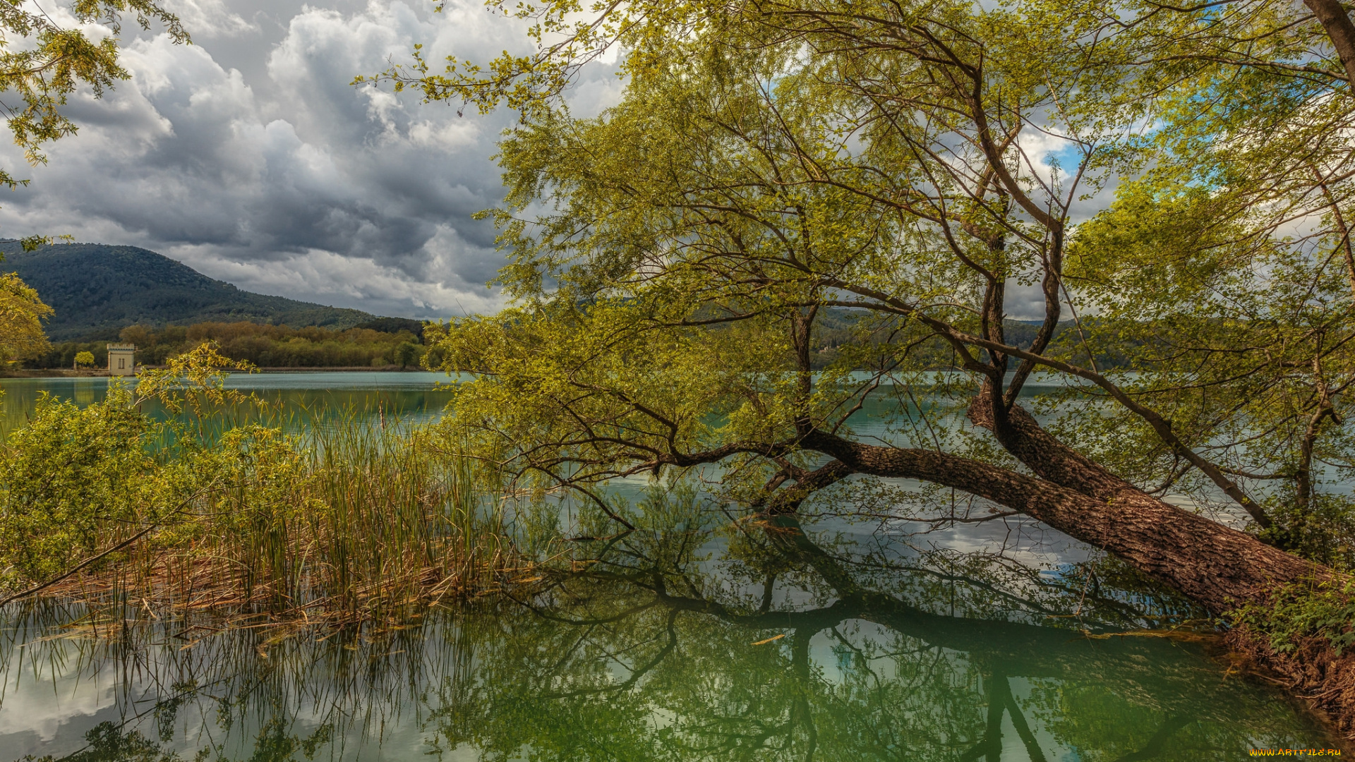 природа, реки, озера, река, лес