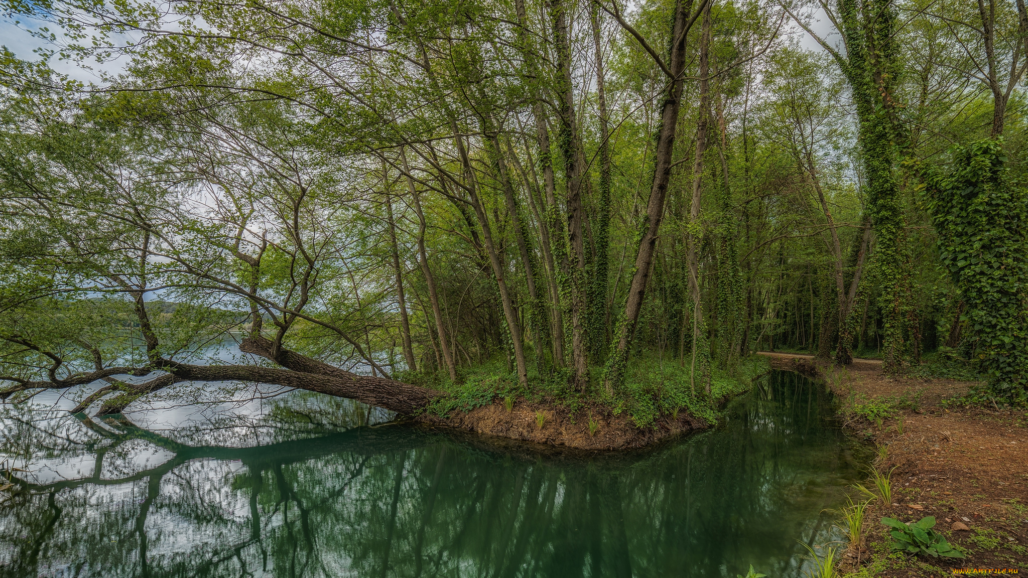 природа, реки, озера, река, лес