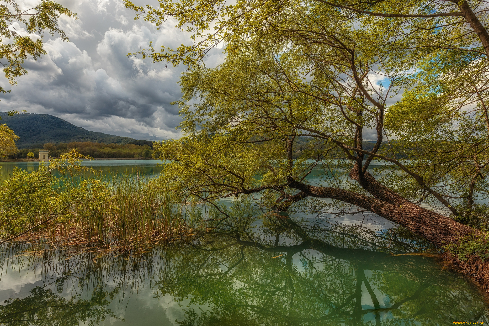 природа, реки, озера, река, лес