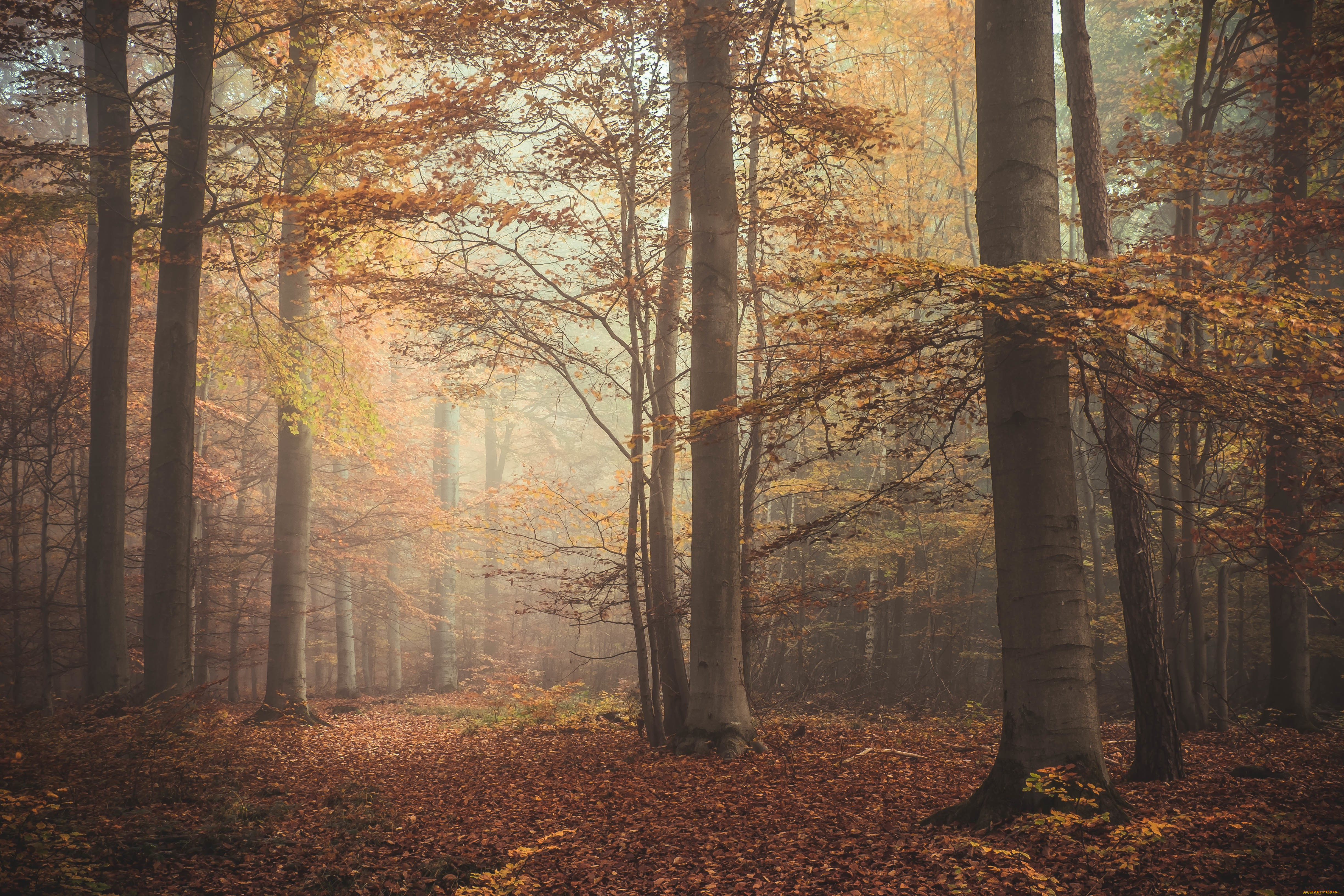 природа, лес, туман, осень