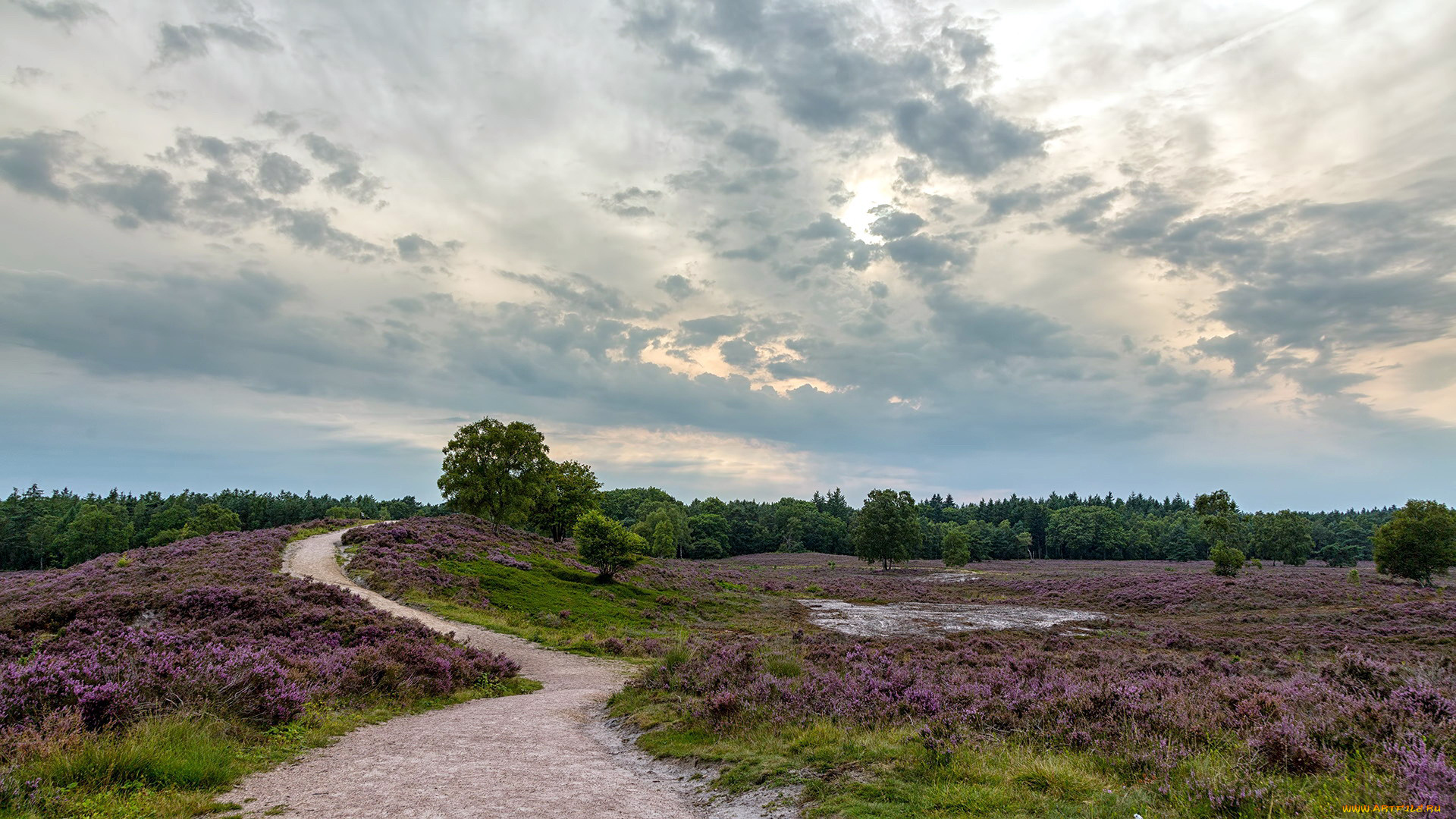 природа, луга, болото, вереск, дорожка