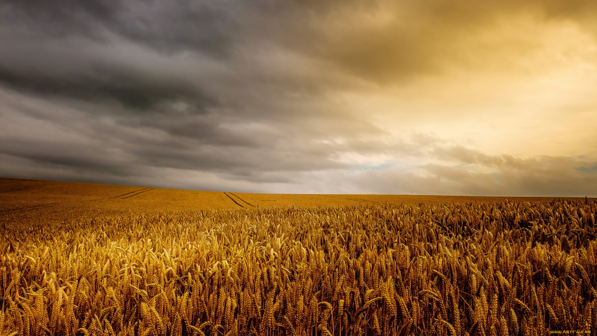 природа, поля, облака, поле