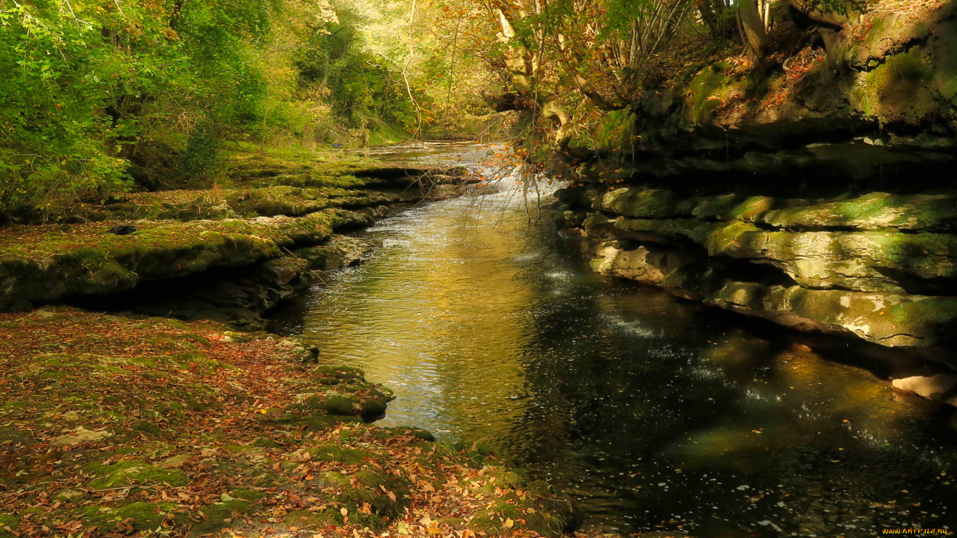 природа, реки, озера, река, лес