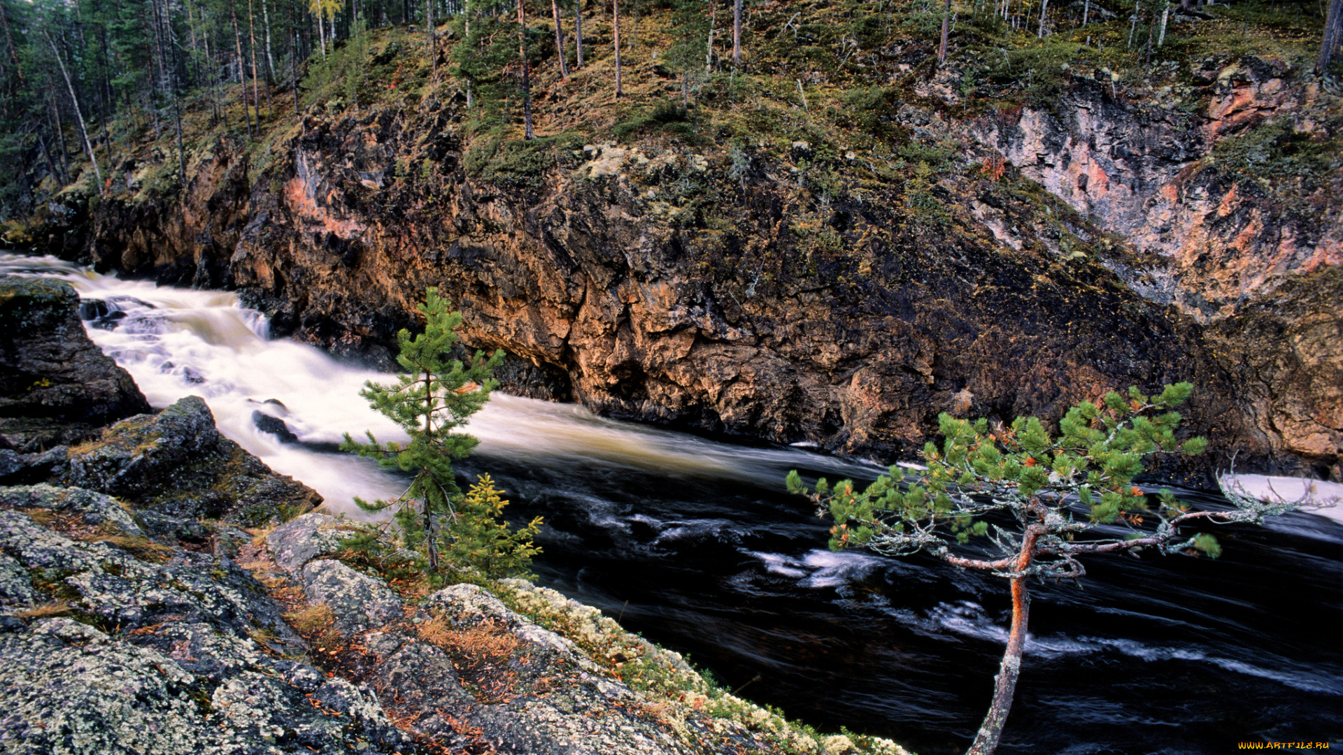 природа, реки, озера, река, лес