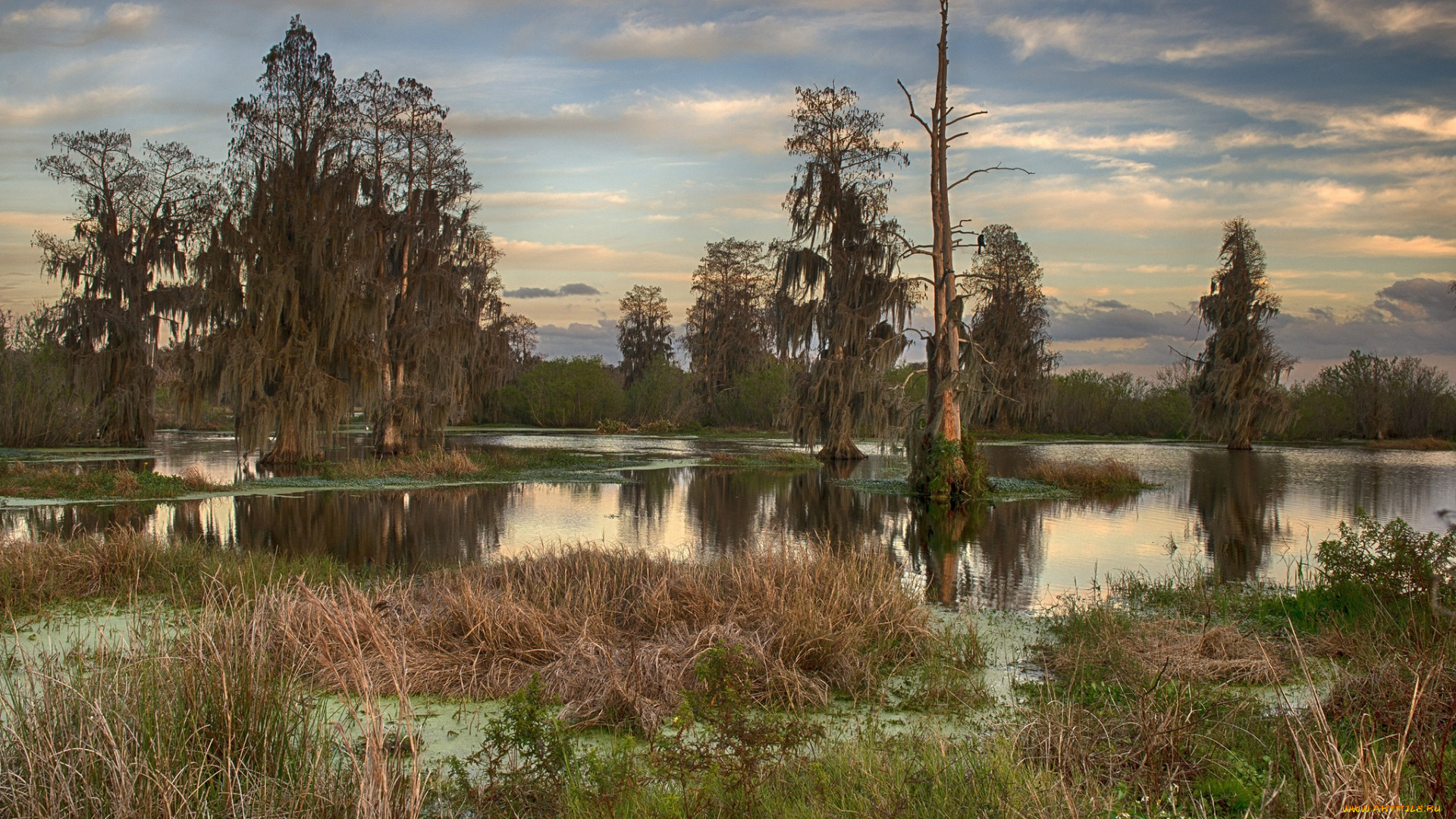 природа, реки, озера, река, лес