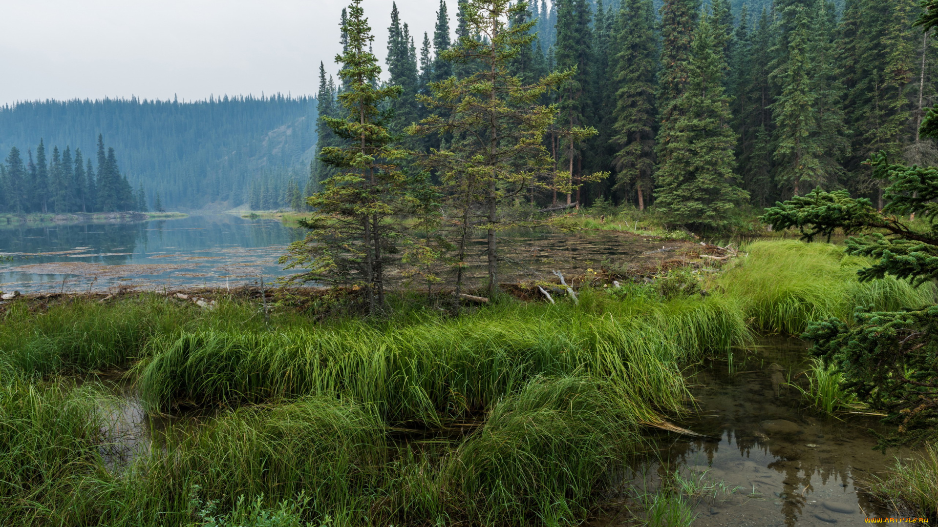 природа, реки, озера, вода, трава, деревья