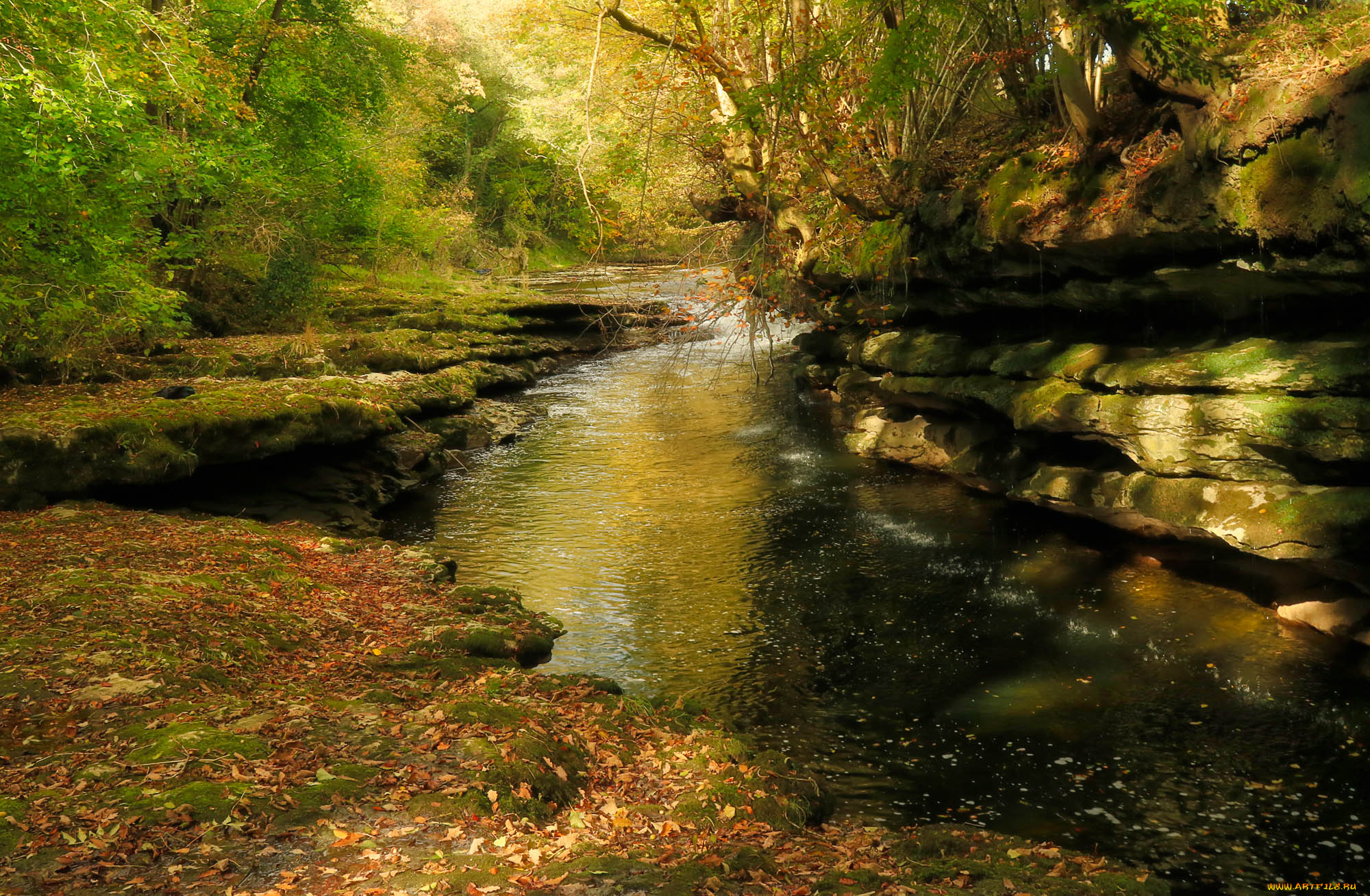 природа, реки, озера, река, лес