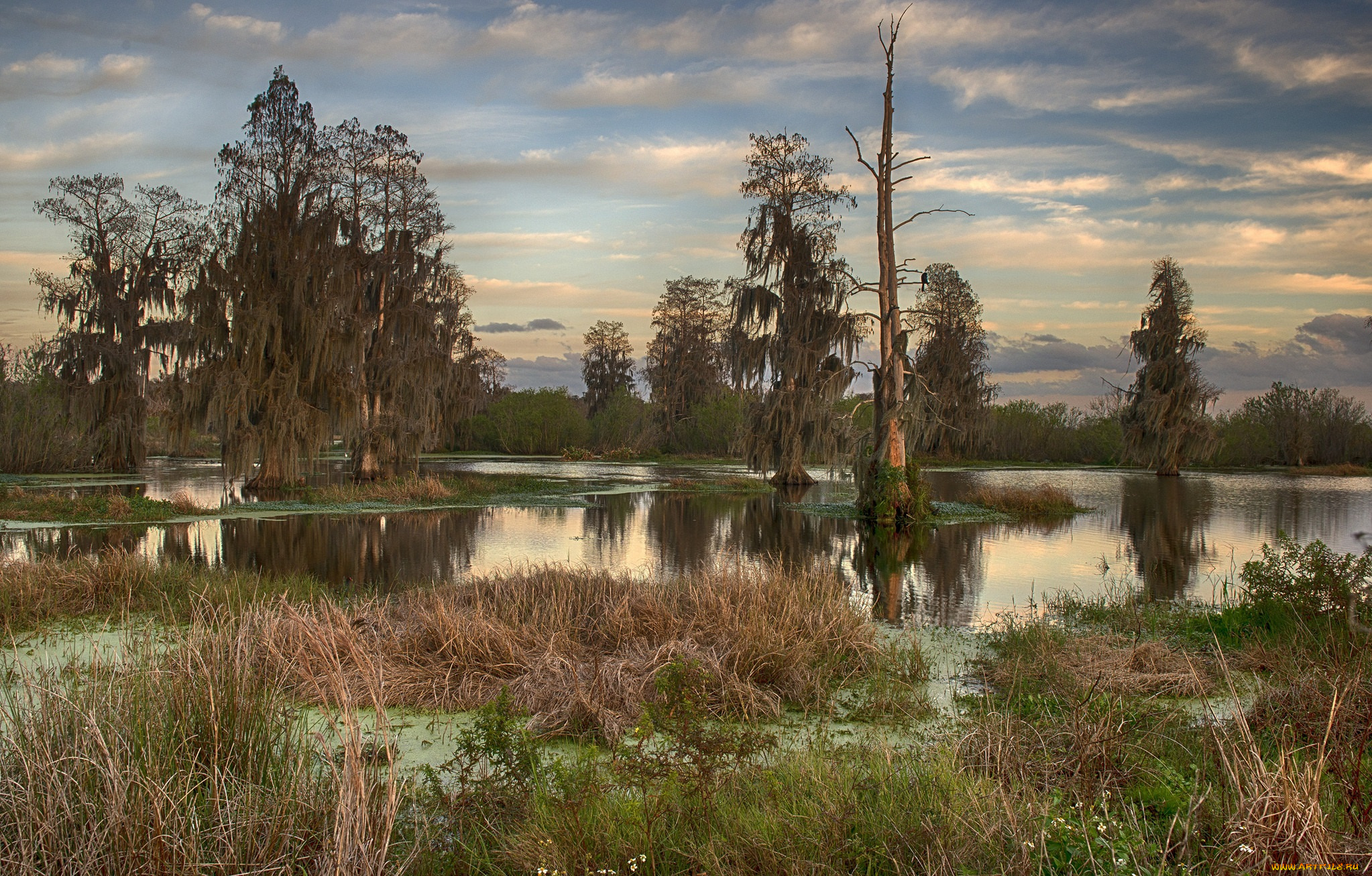природа, реки, озера, река, лес