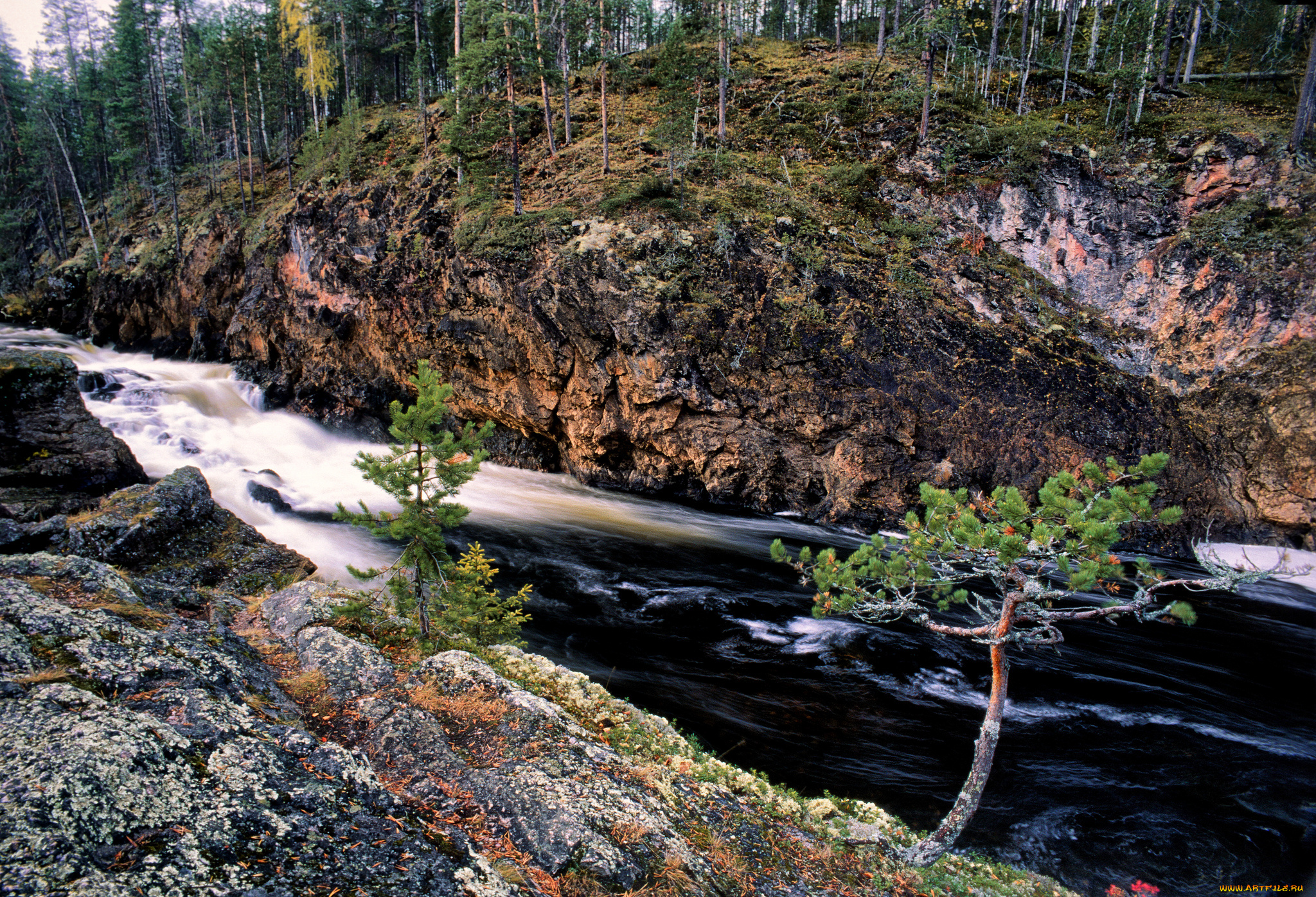 природа, реки, озера, река, лес